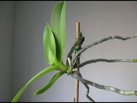 Reproduccion natural de las orquideas : Keikis
