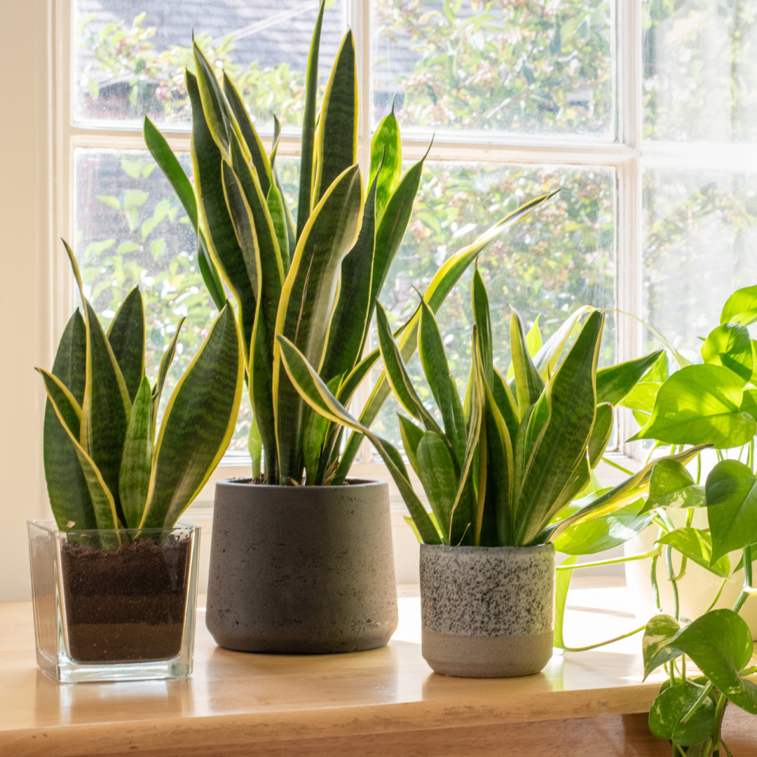 Plantas de interiores