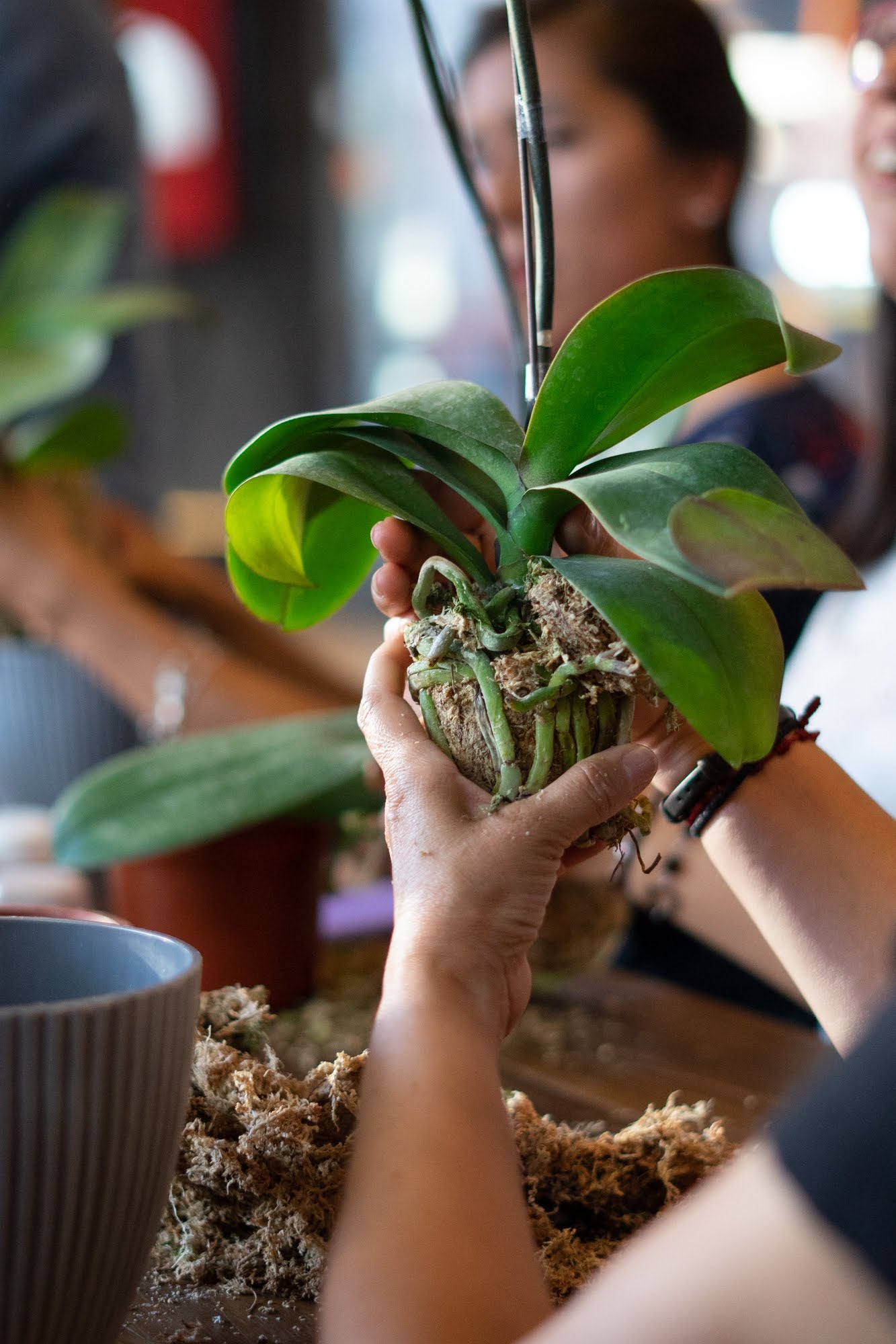 Cursos y Mantenciones