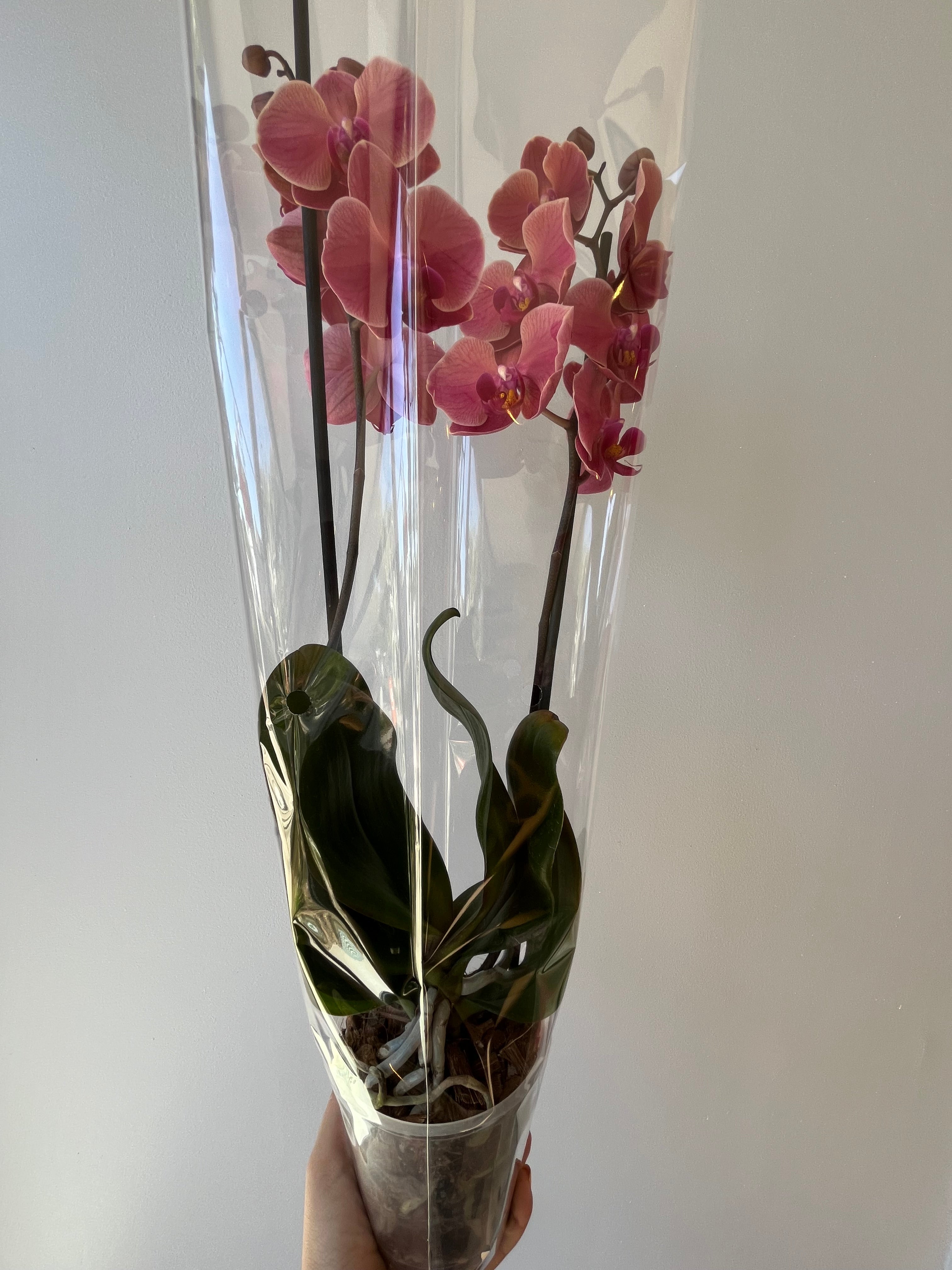 Orquídea Coral Dos Varas