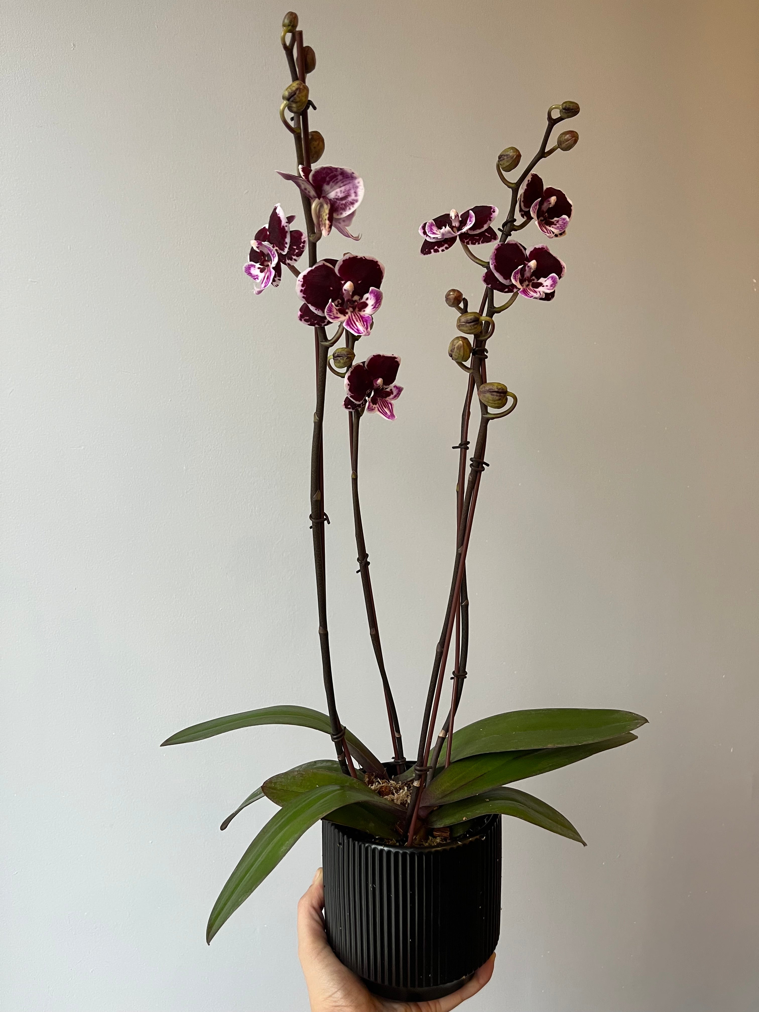 Arreglo de Orquídea Black Ribbon