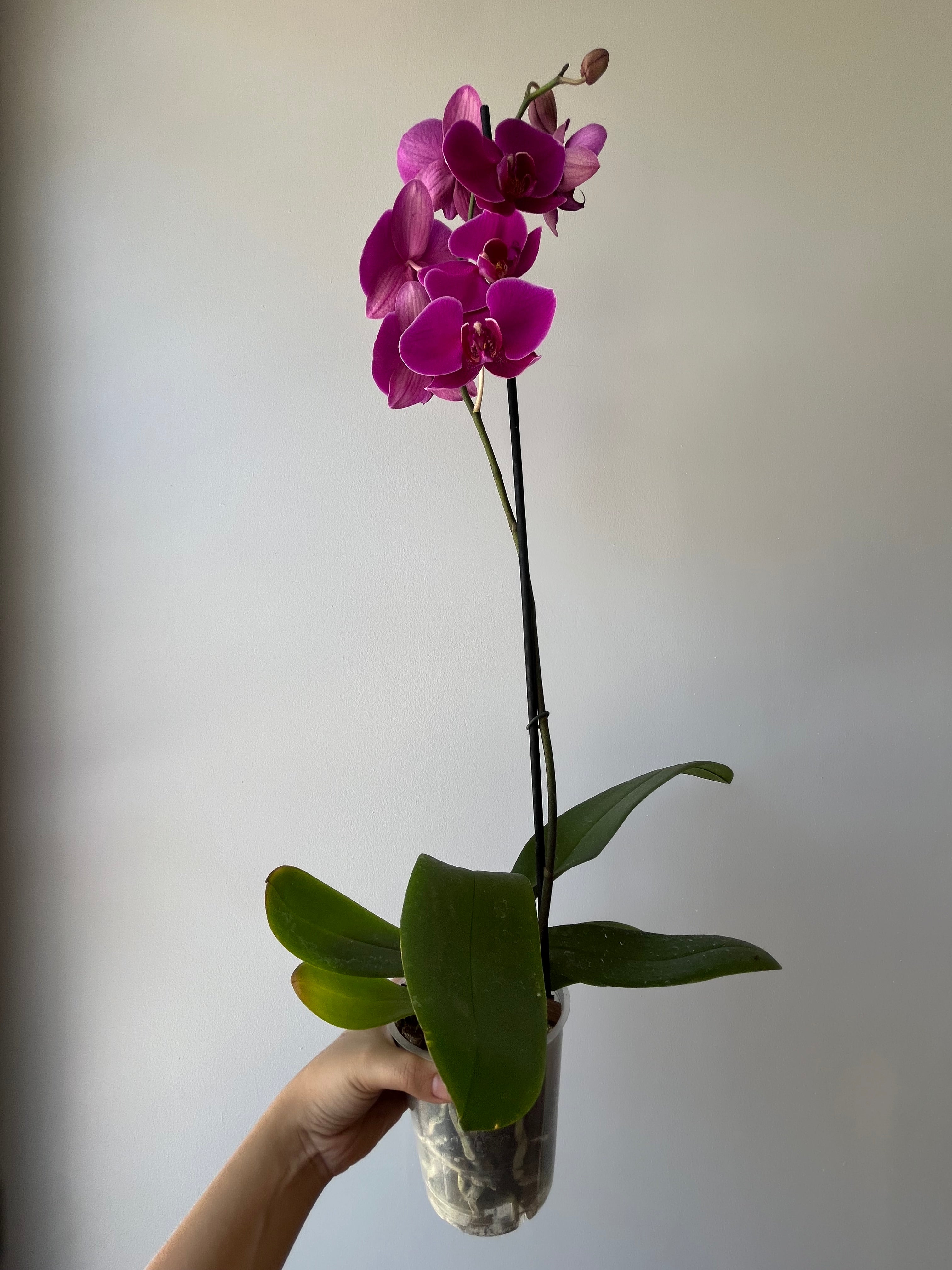 Orquídea Fucsia Una Vara