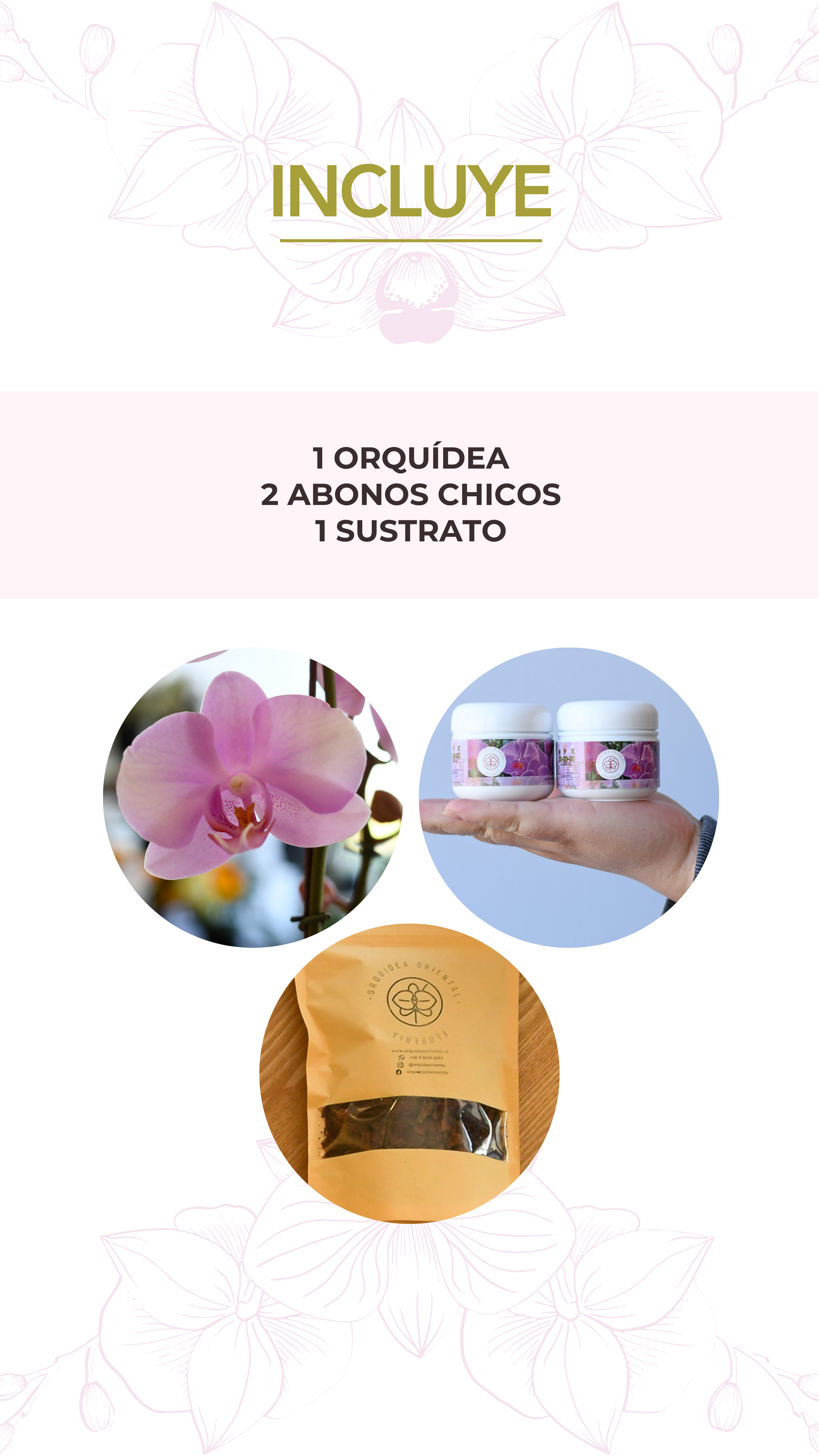 Mi primera orquidea ✨