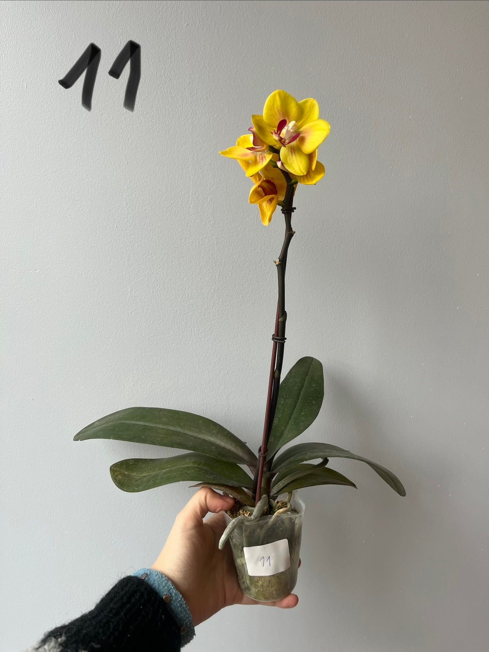 Orquídeas Medianas Amarillas