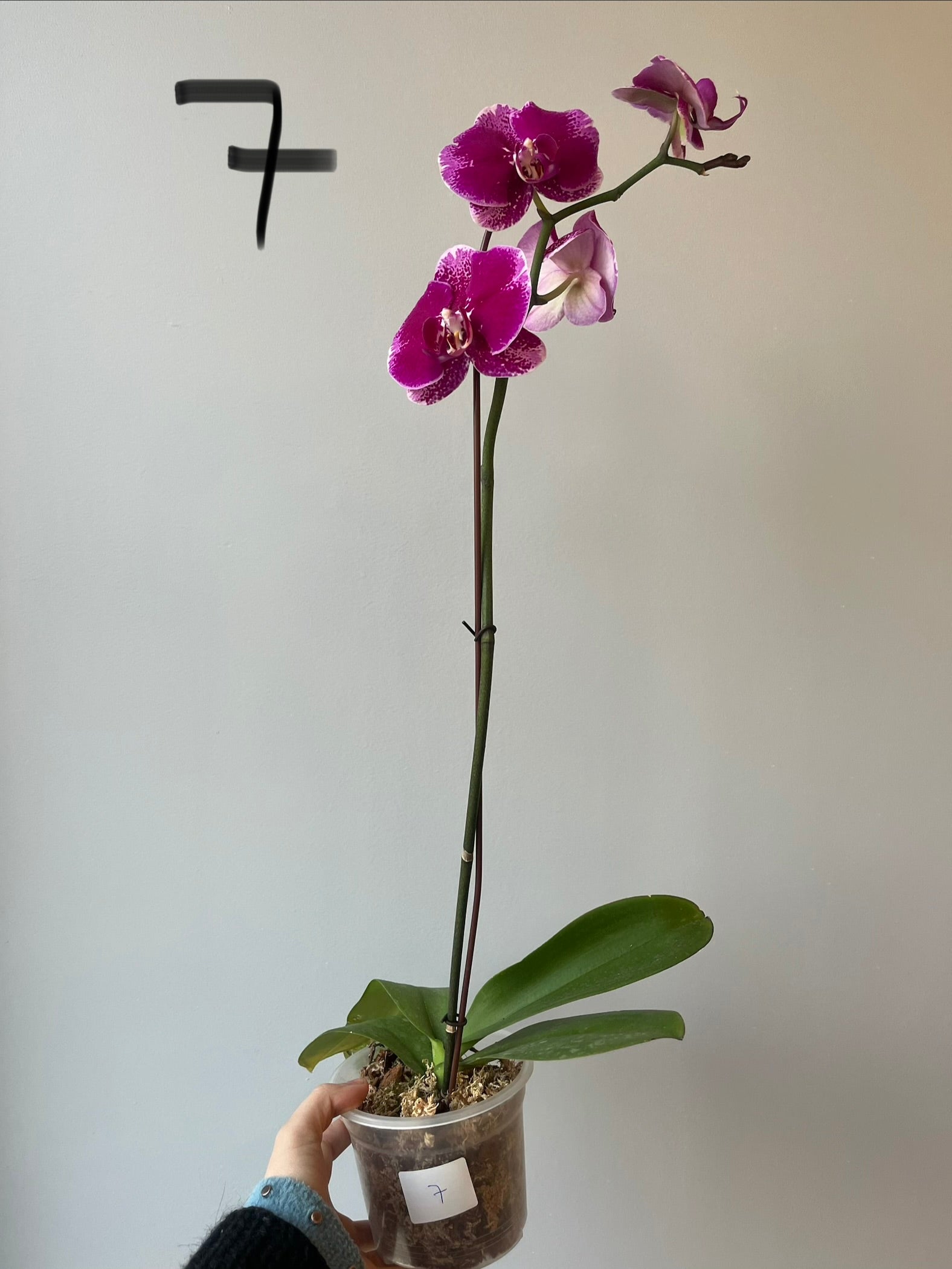 Orquídeas Grandes Fucsias Tonos