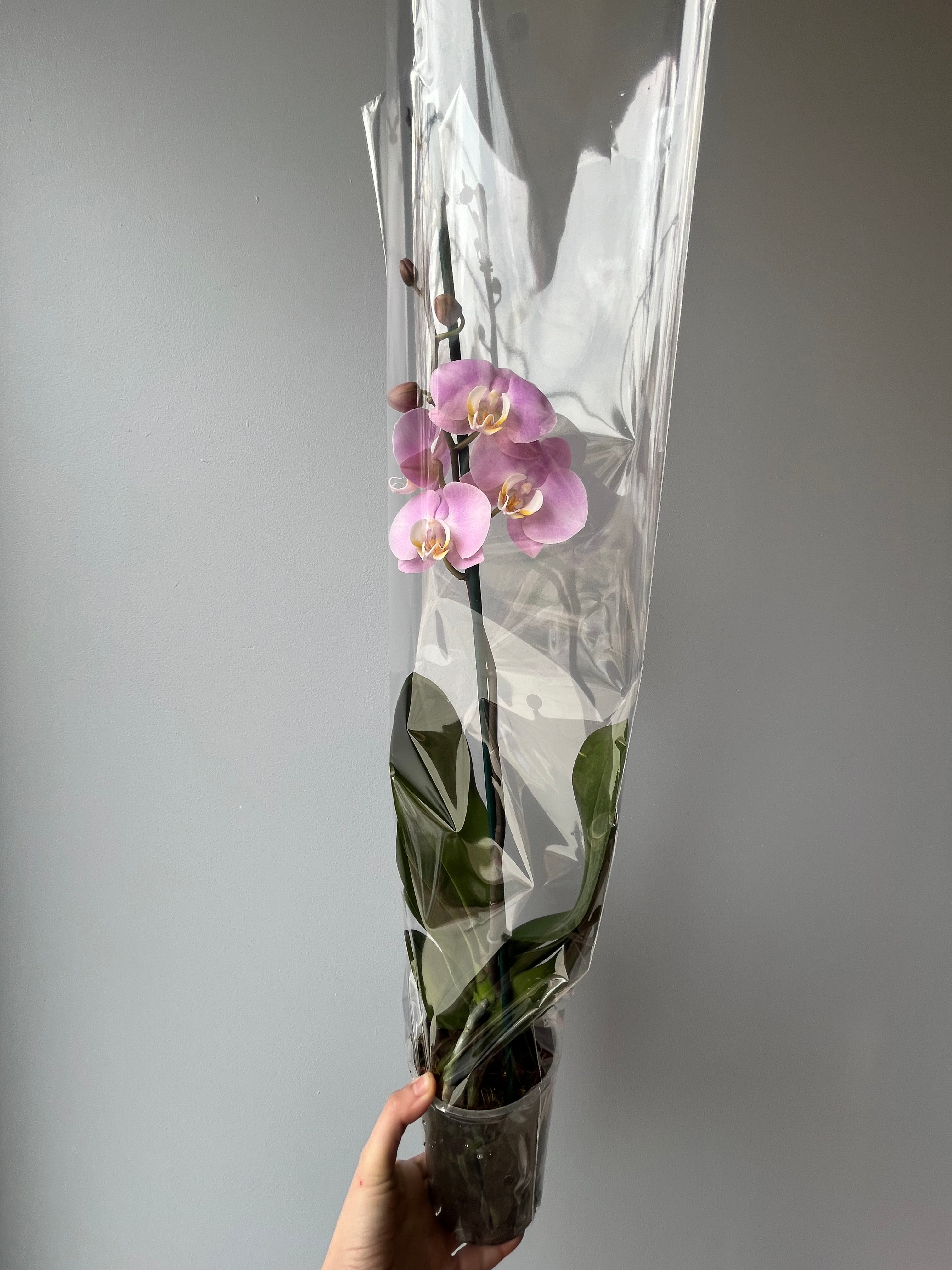 Orquídea Rosa Palo