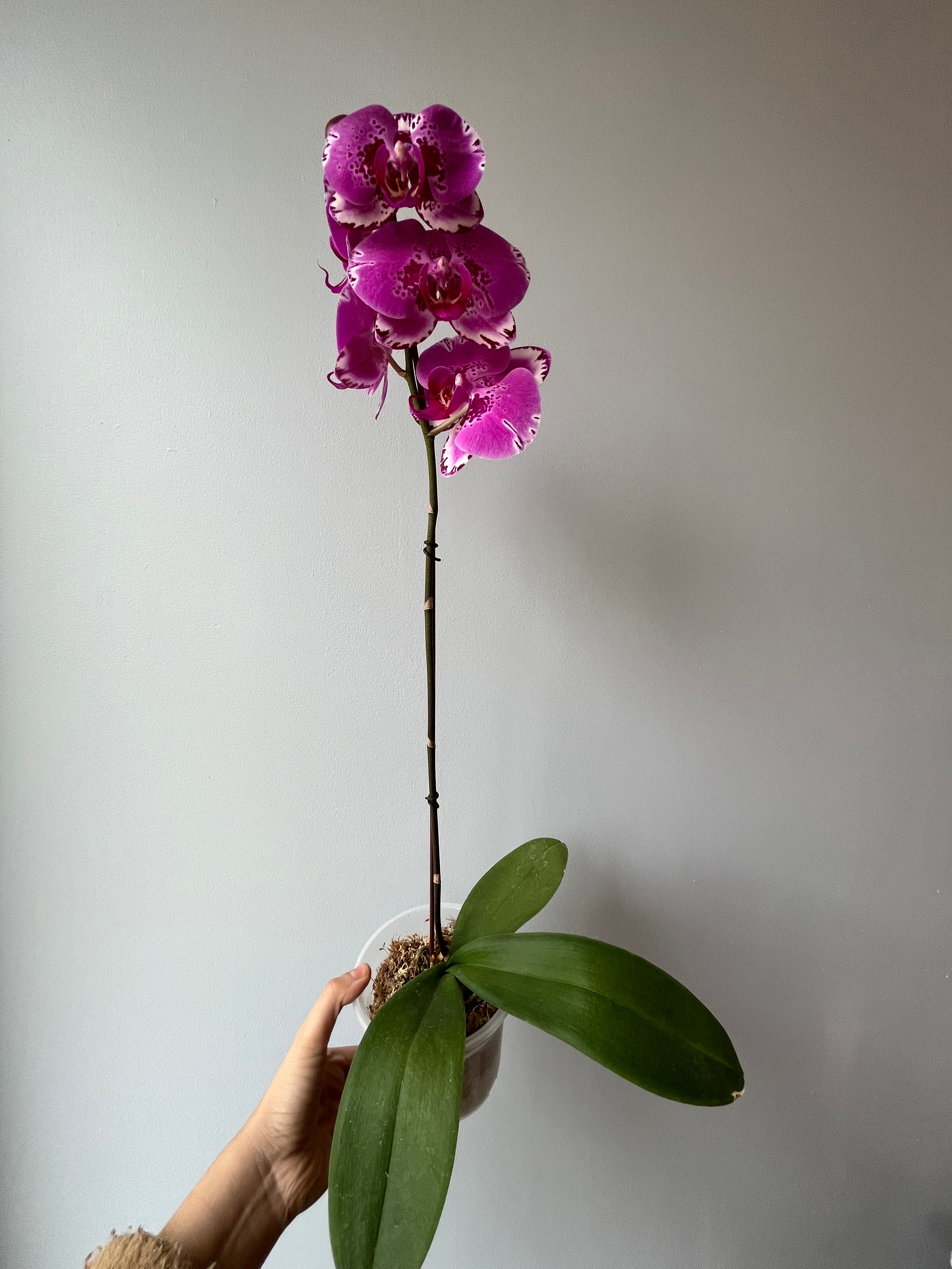Orquídea Rosa Jaspeada