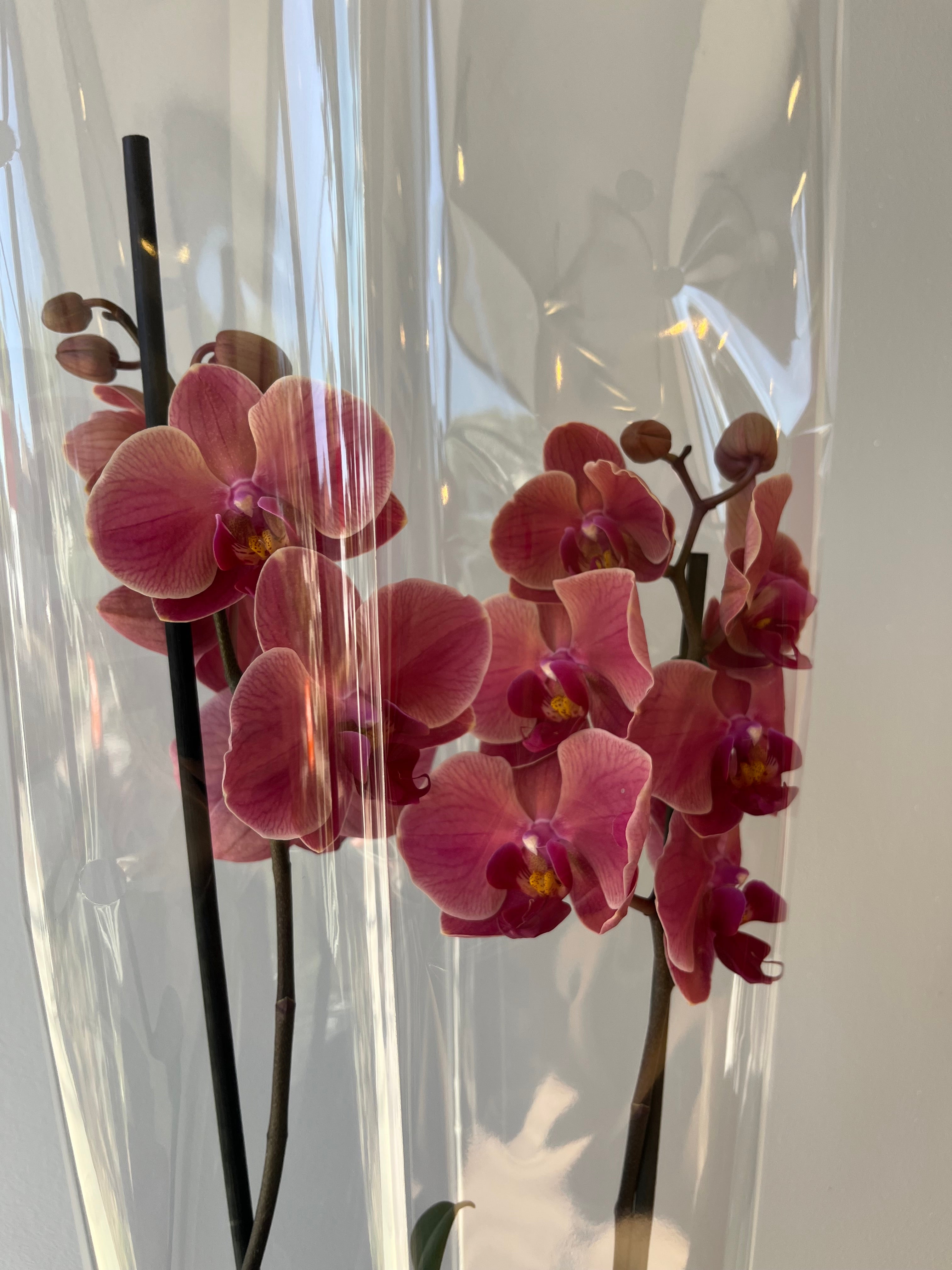 Orquídea Coral Dos Varas