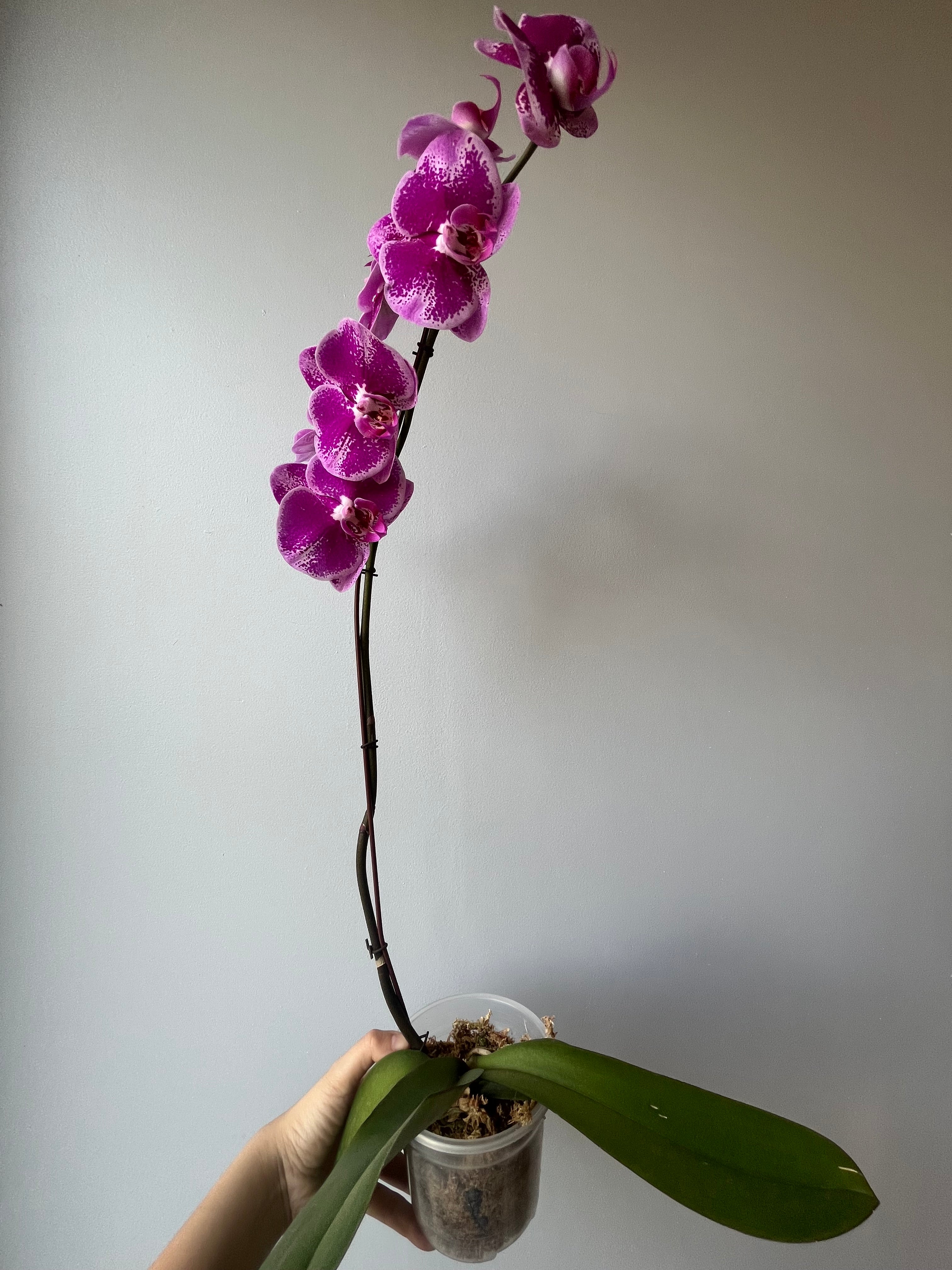 Orquídea Jaspeada Fucsia