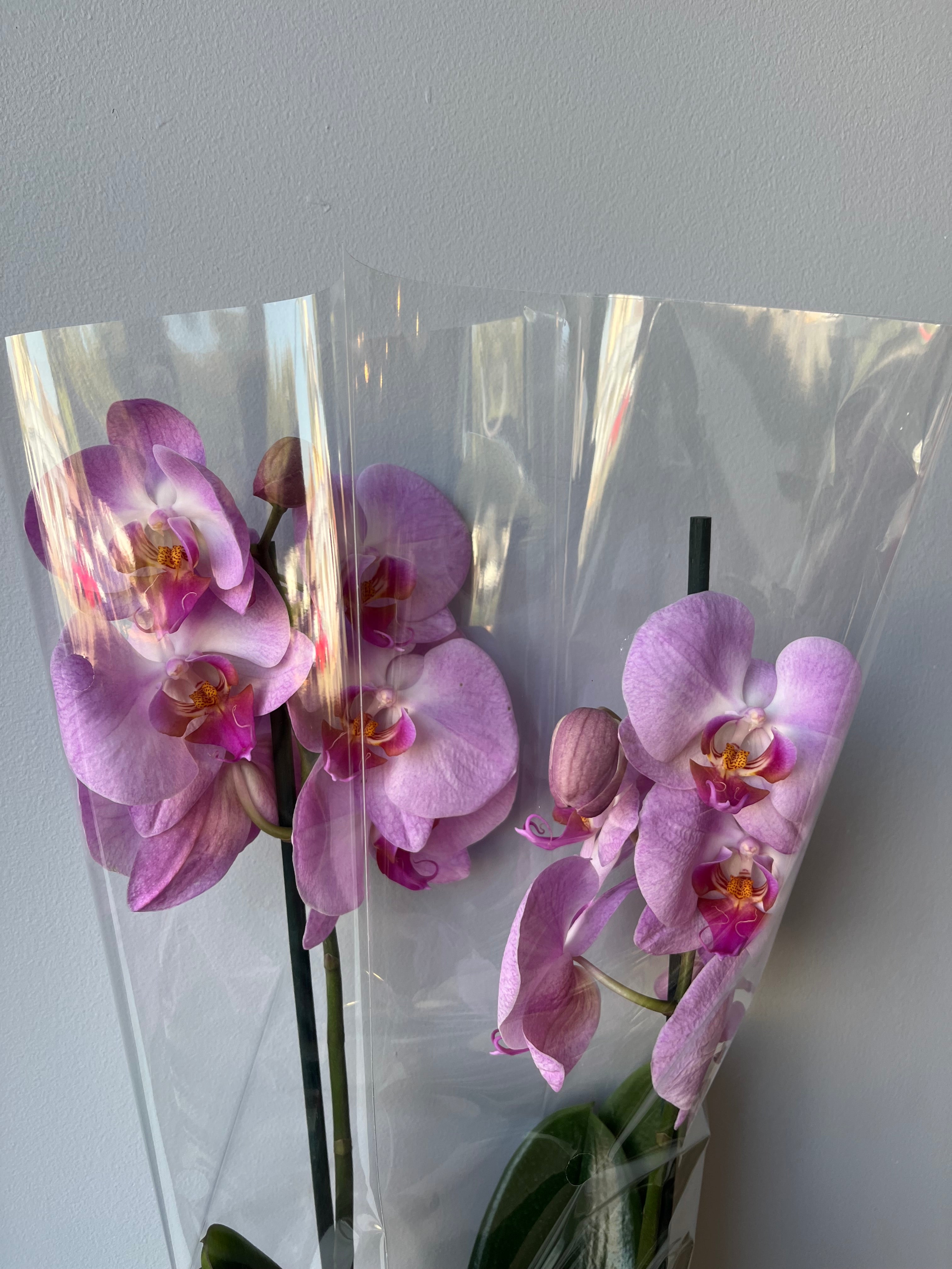Orquídea Rosa Dos Varas