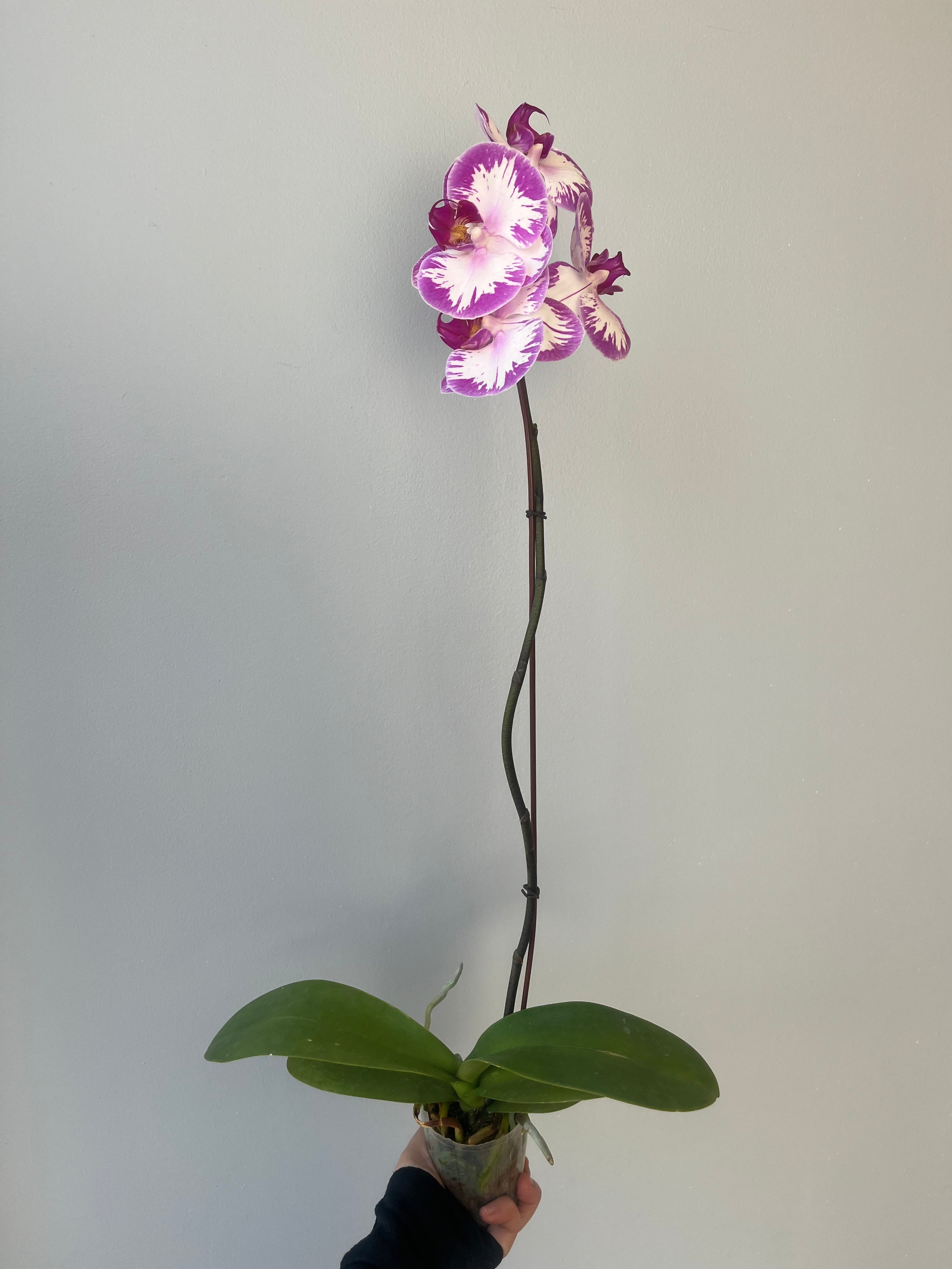Orquídea Lila Blanca Grande Liquidación