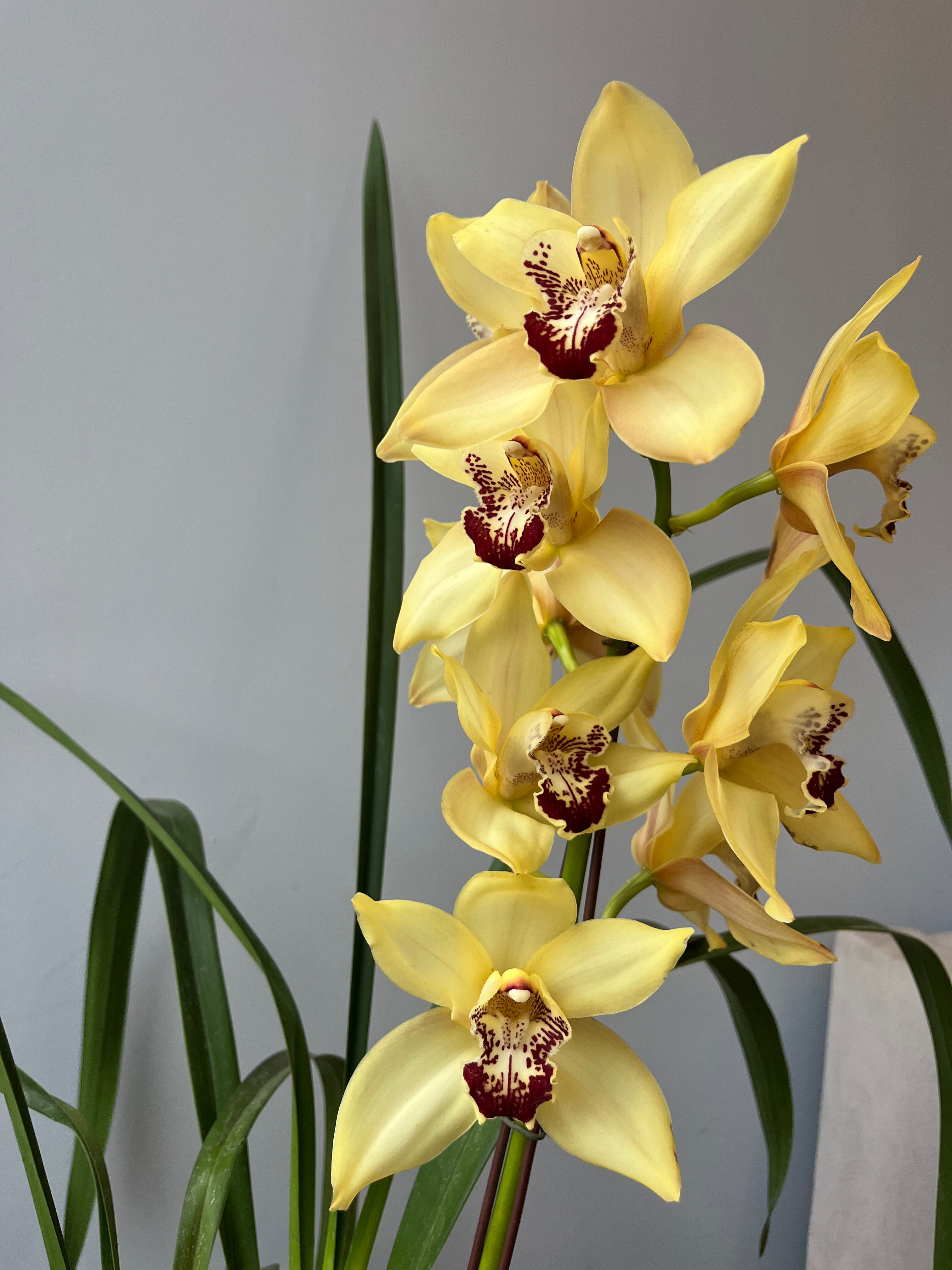 Orquídea Cymbidium Amarilla