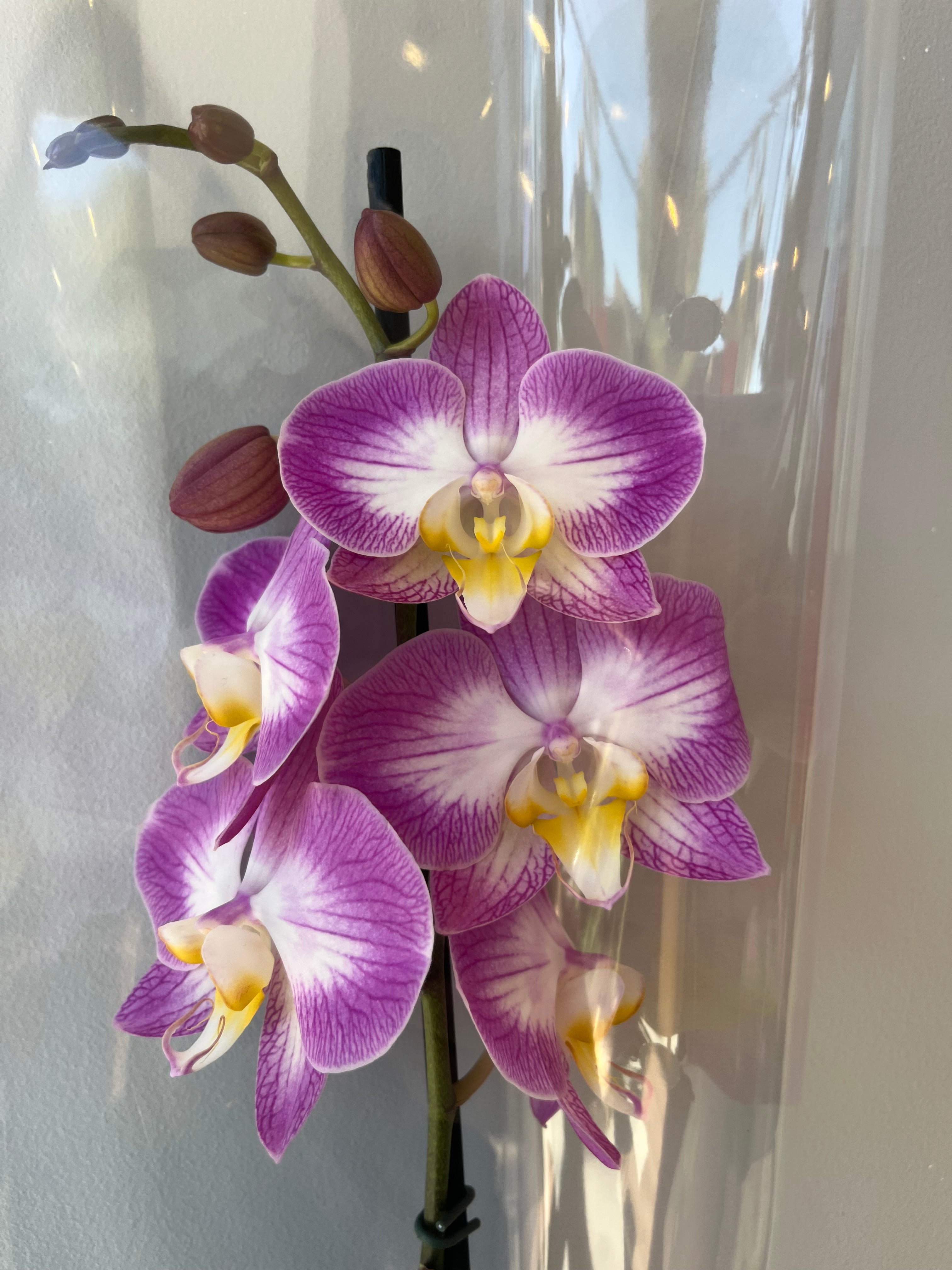 Orquídea Rosa Mosqueta Una Vara