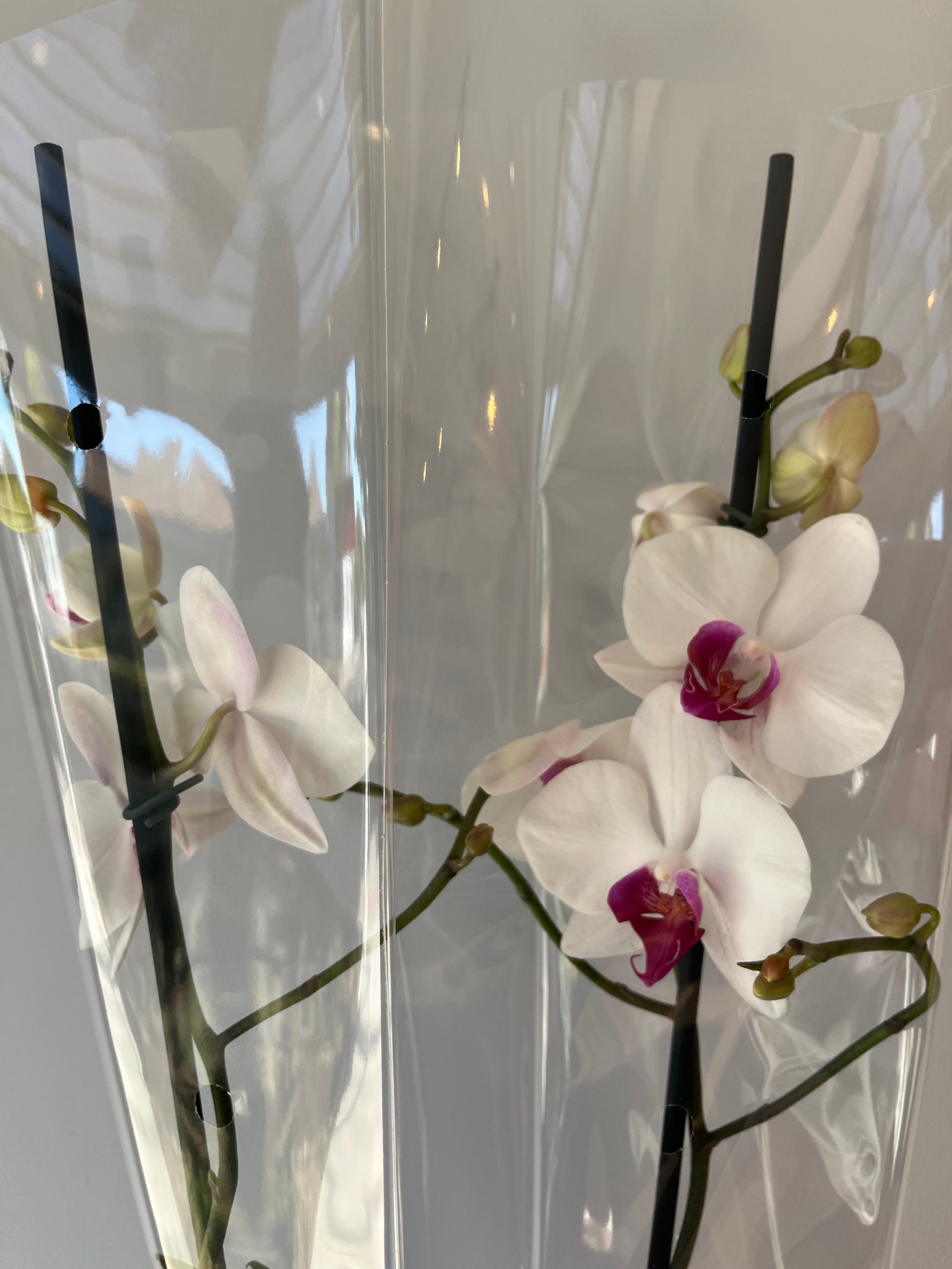 Orquídea Blanca Centro Fucsia Dos Varas