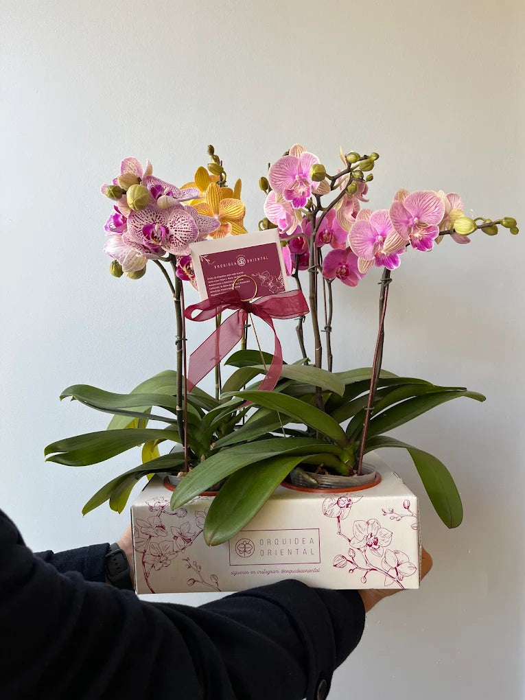 Caja de 4 orquideas