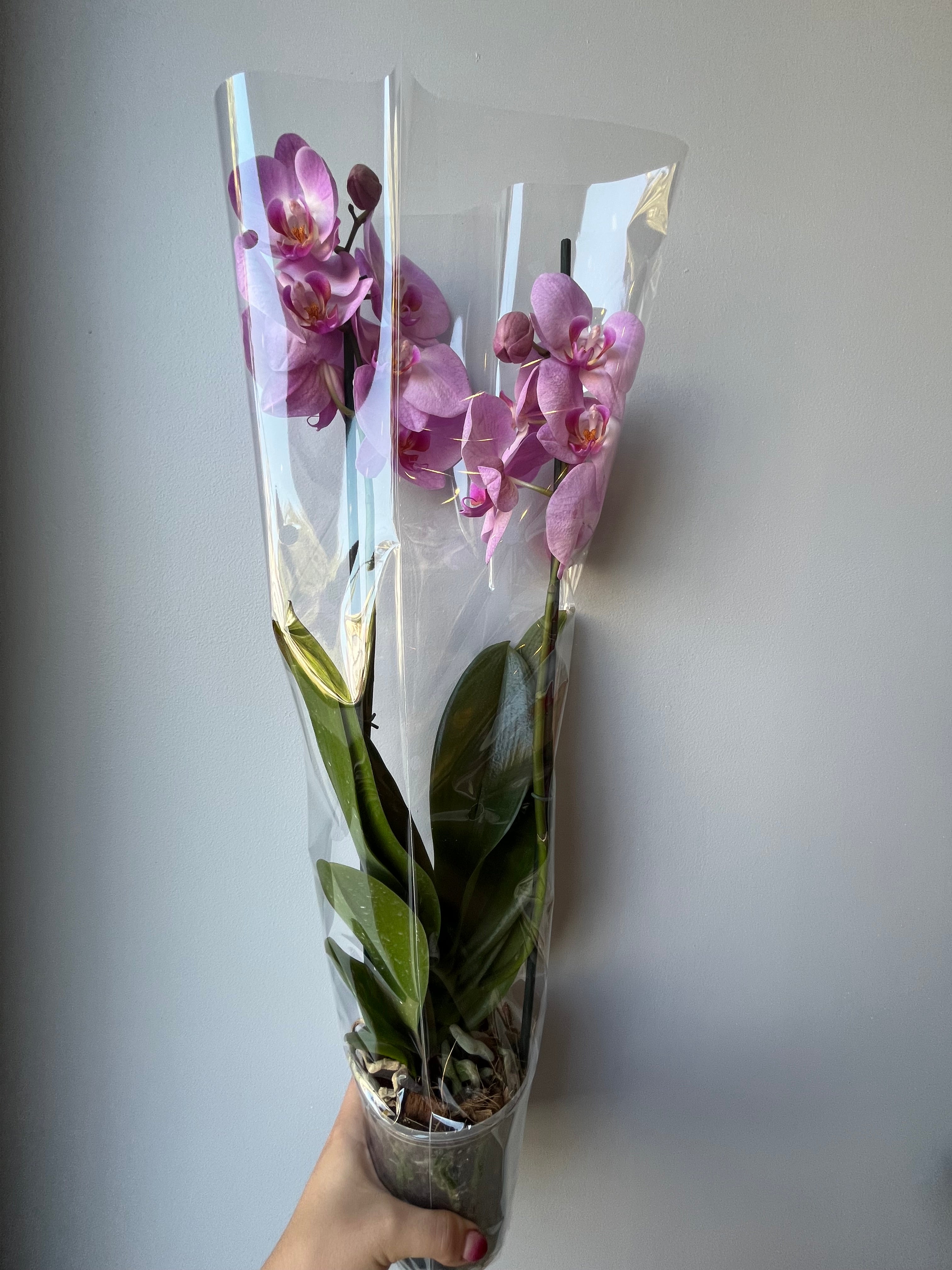 Orquídea Rosa Dos Varas