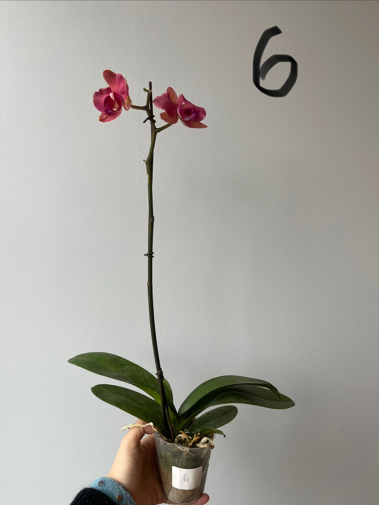 Orquídeas Medianas Fucsias Tonos
