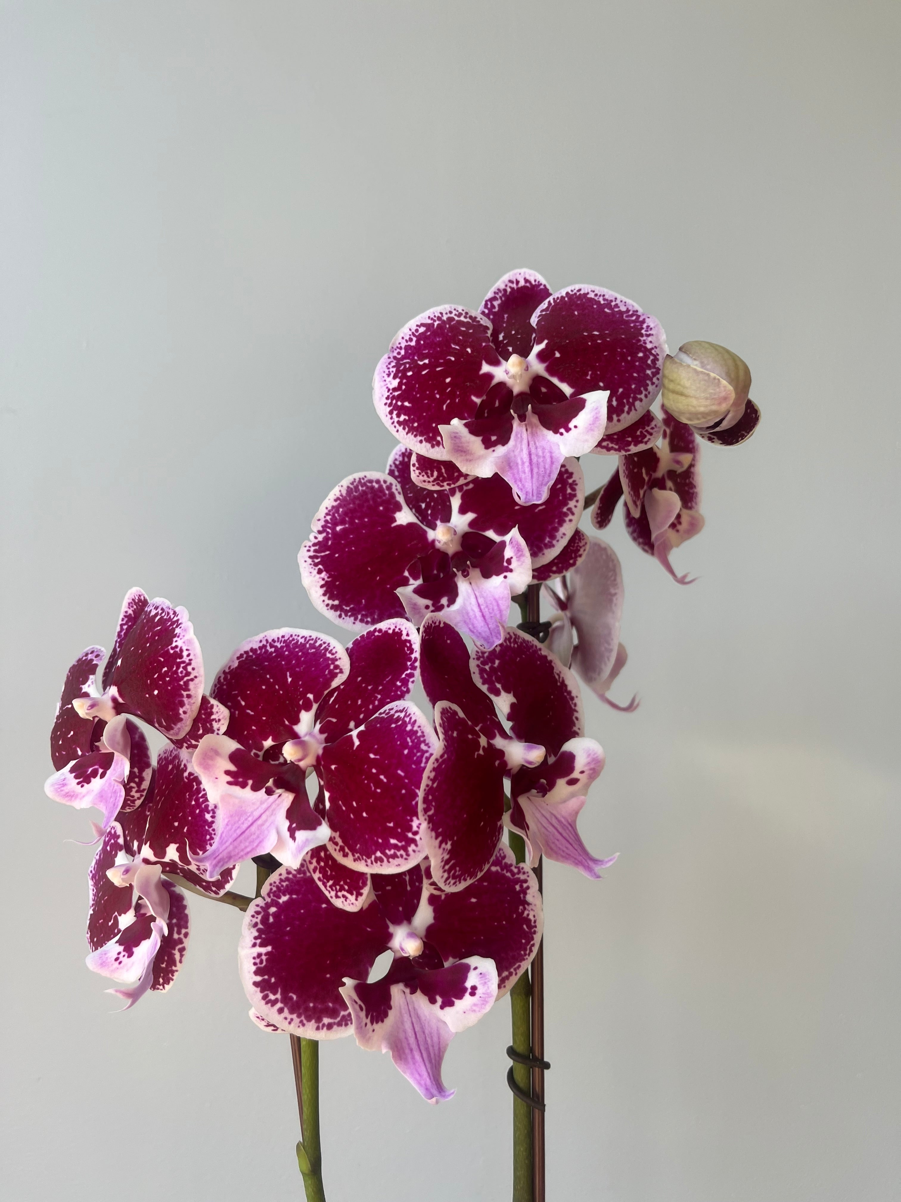 Orquídea Dark Purple