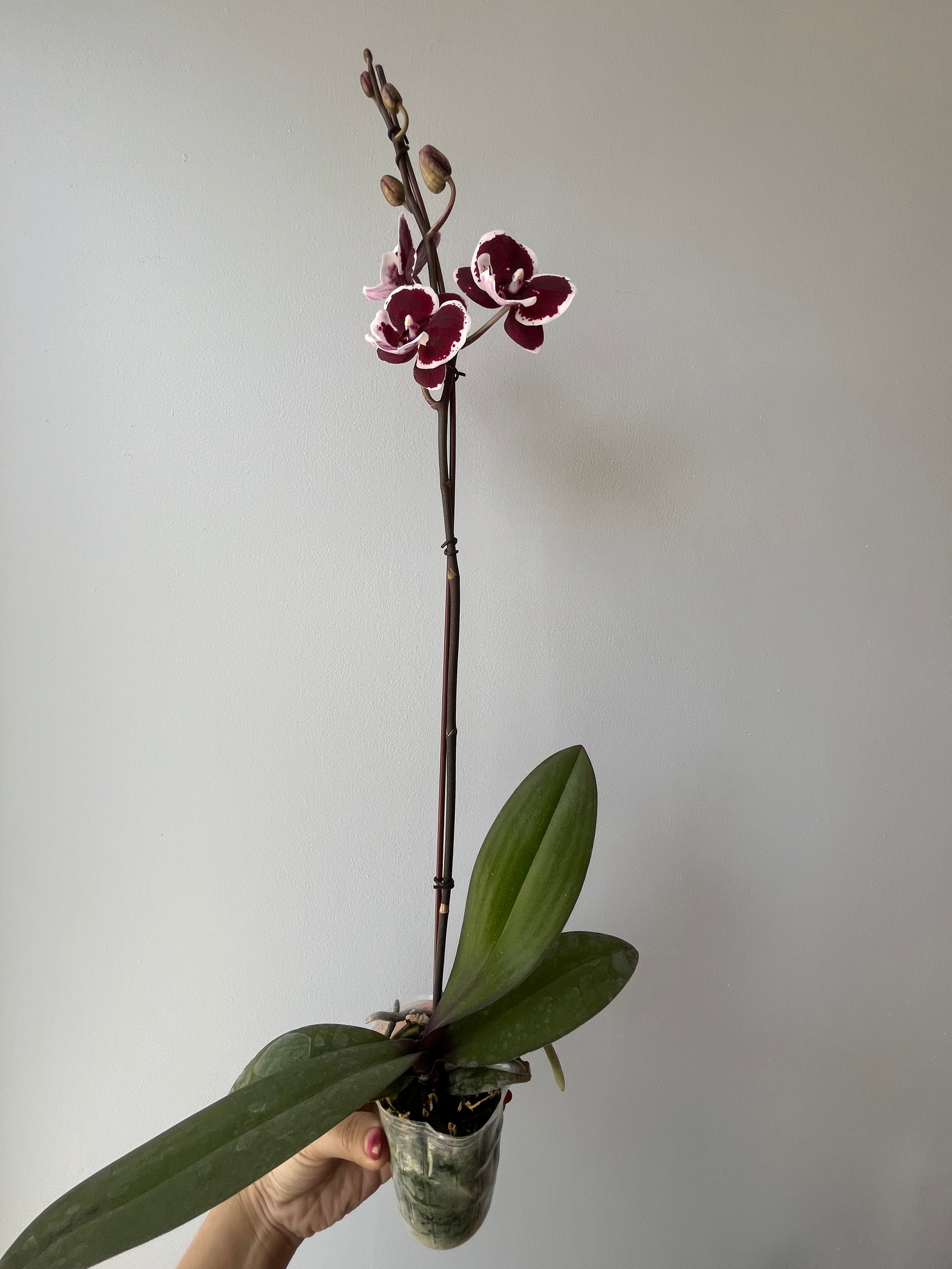 Orquídea Pequeña Dark Purple