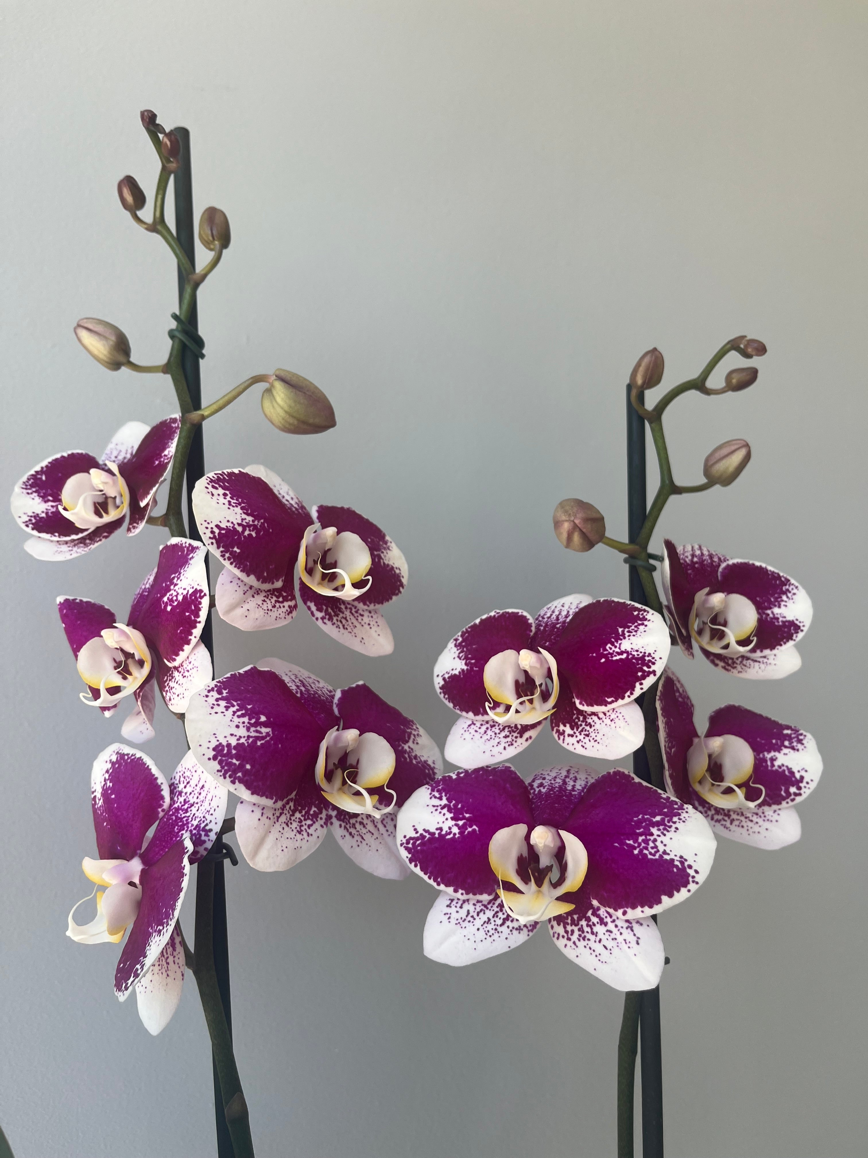 Orquídea Fucsia Rociada Dos Varas