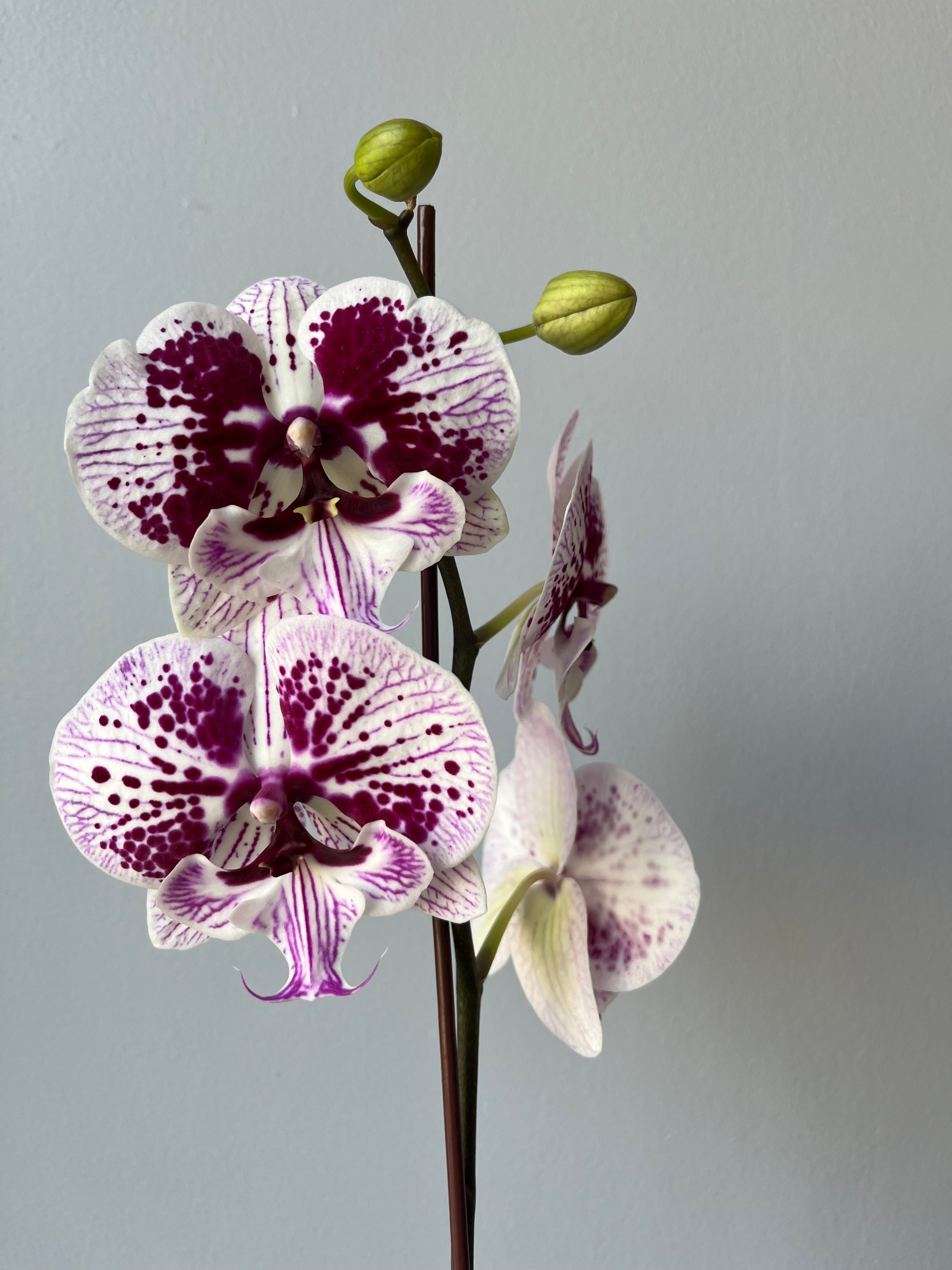 Orquídea White Conffeti