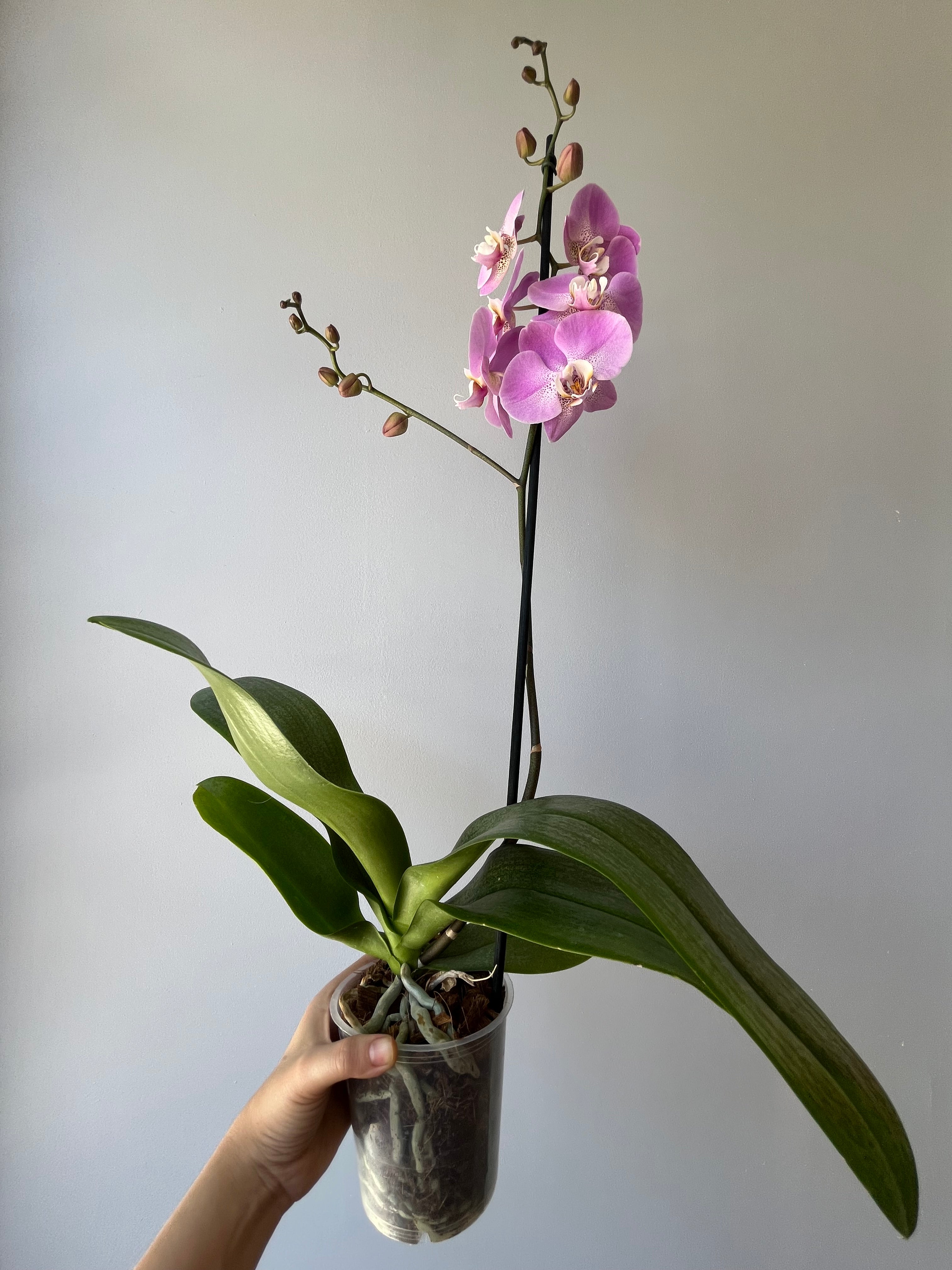 Orquídea Rosa Una Vara