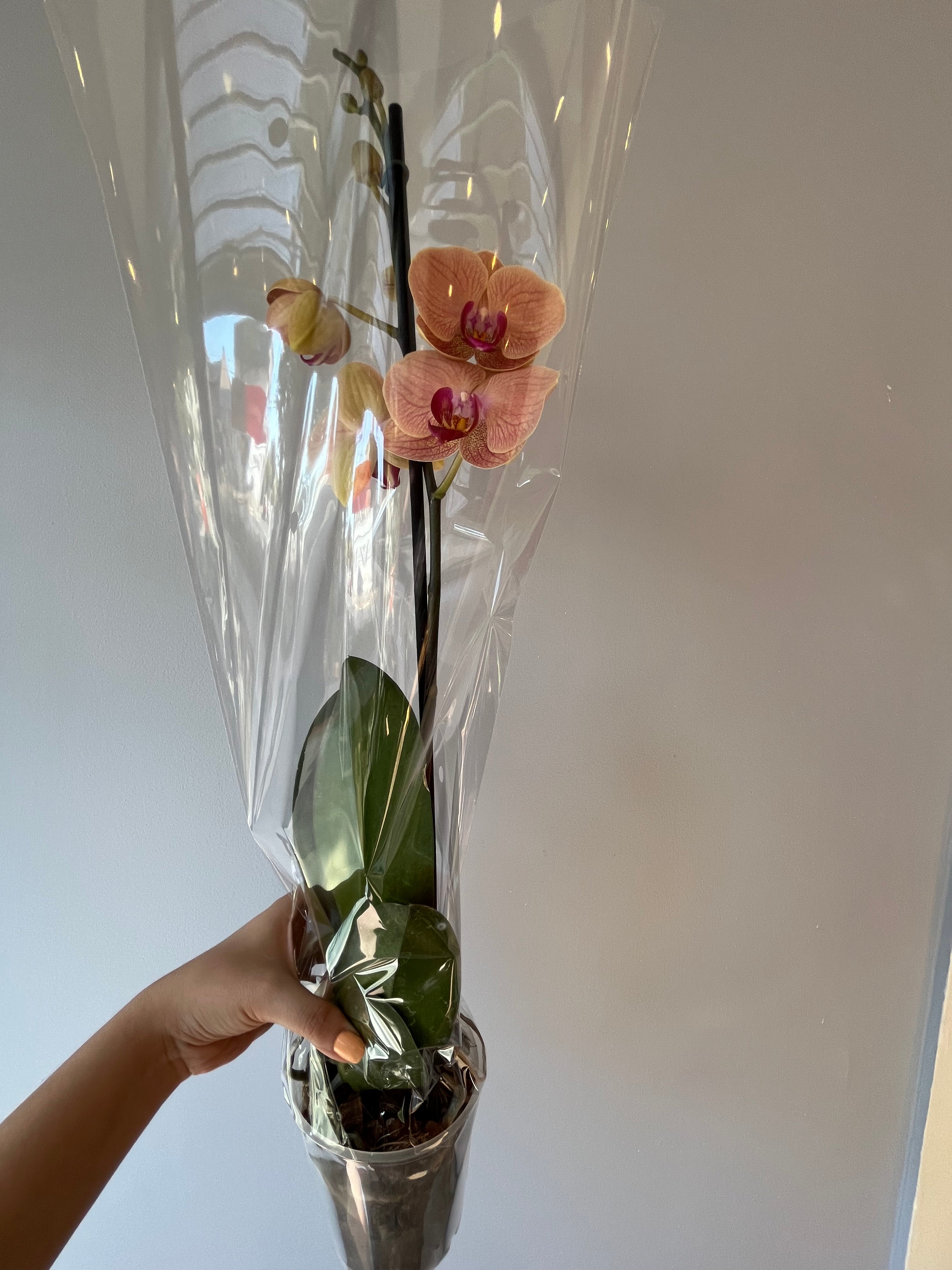 Orquídea Amarilla Anaranjada Una Vara