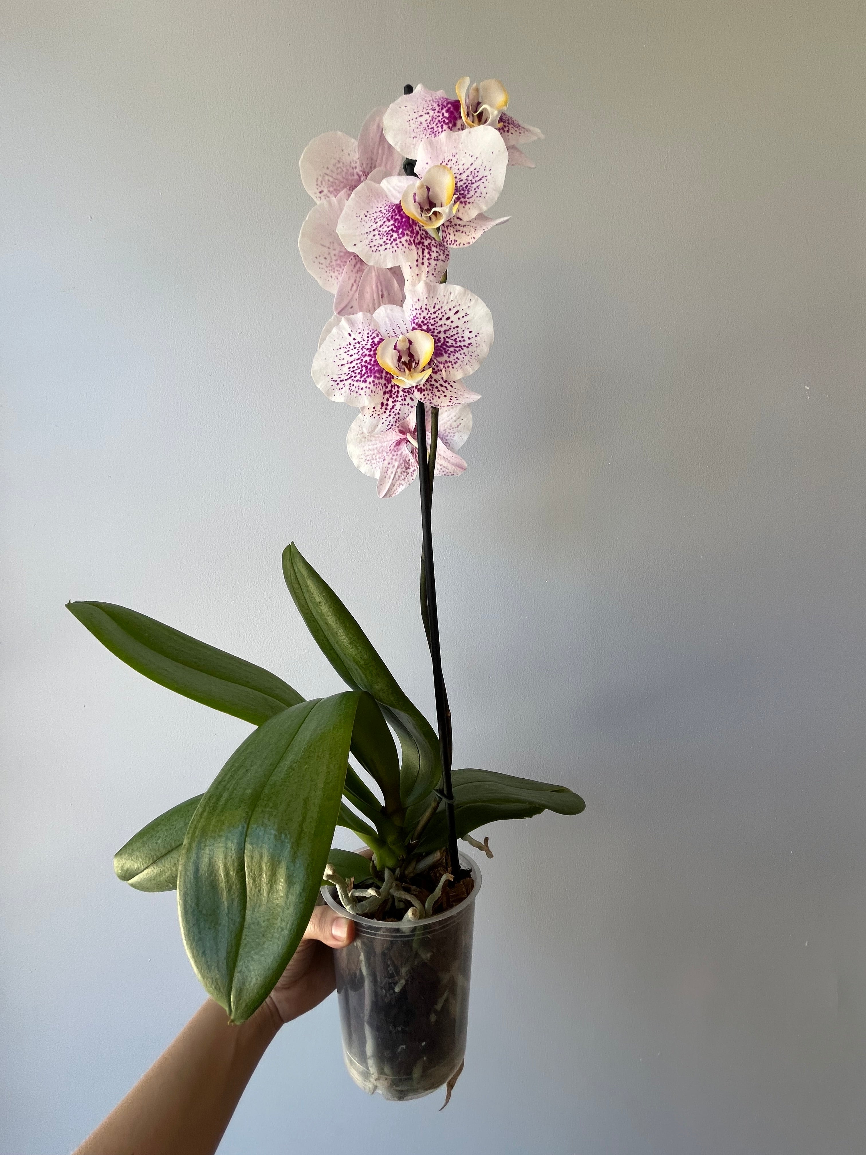 Orquídea Fucsia Puntos Una Vara