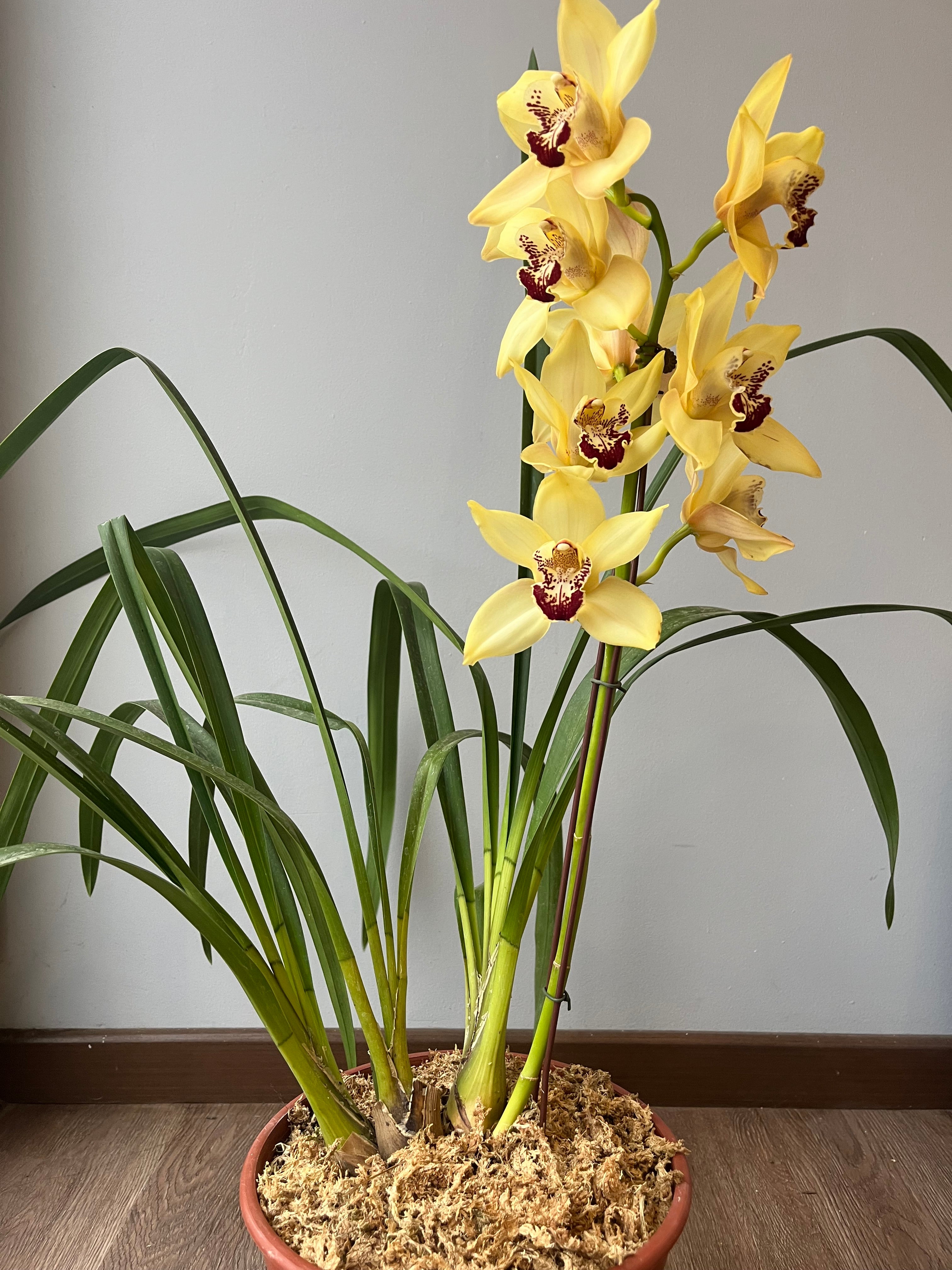 Orquídea Cymbidium Amarilla