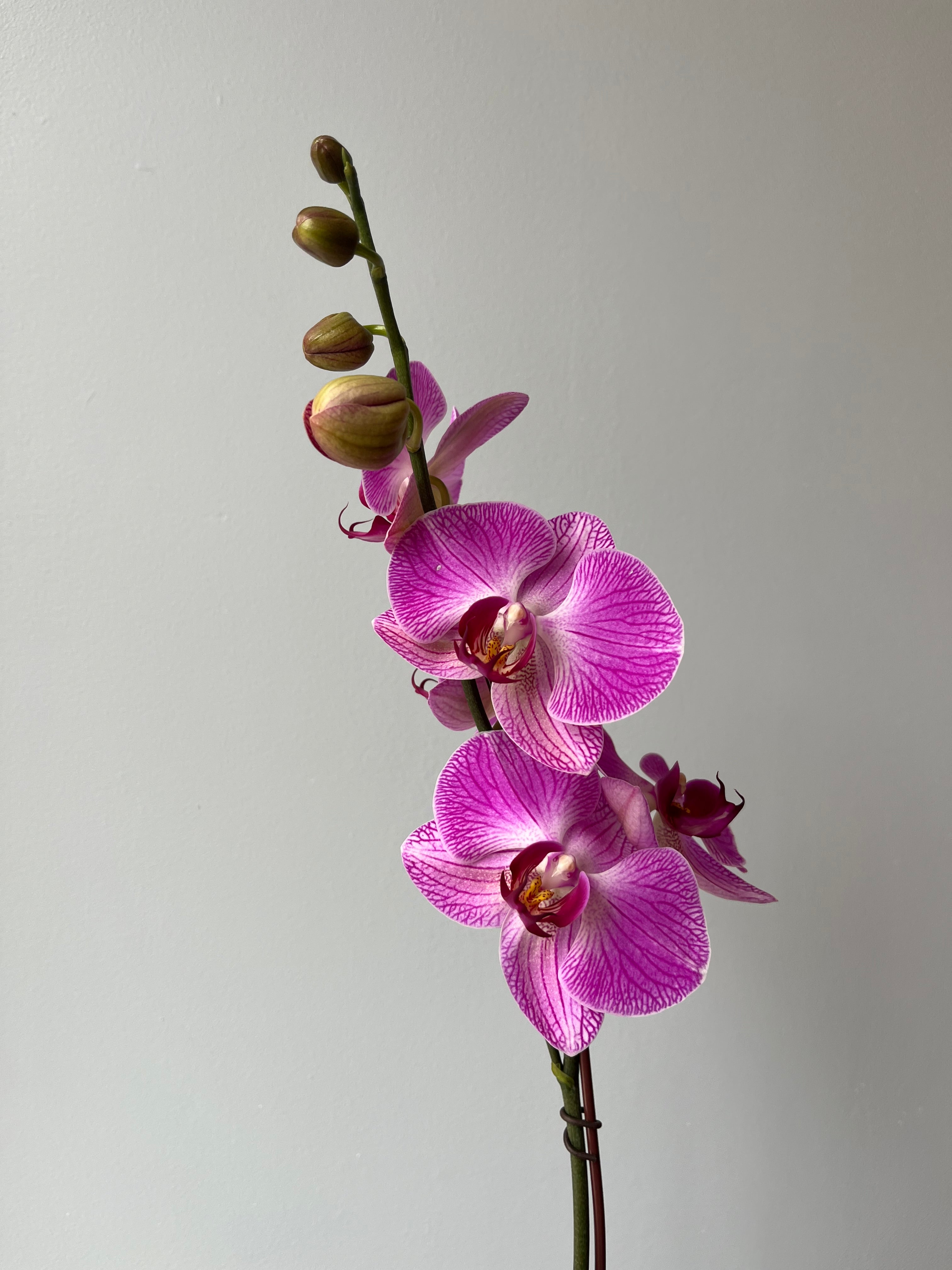 Orquídea Rosa Vetas