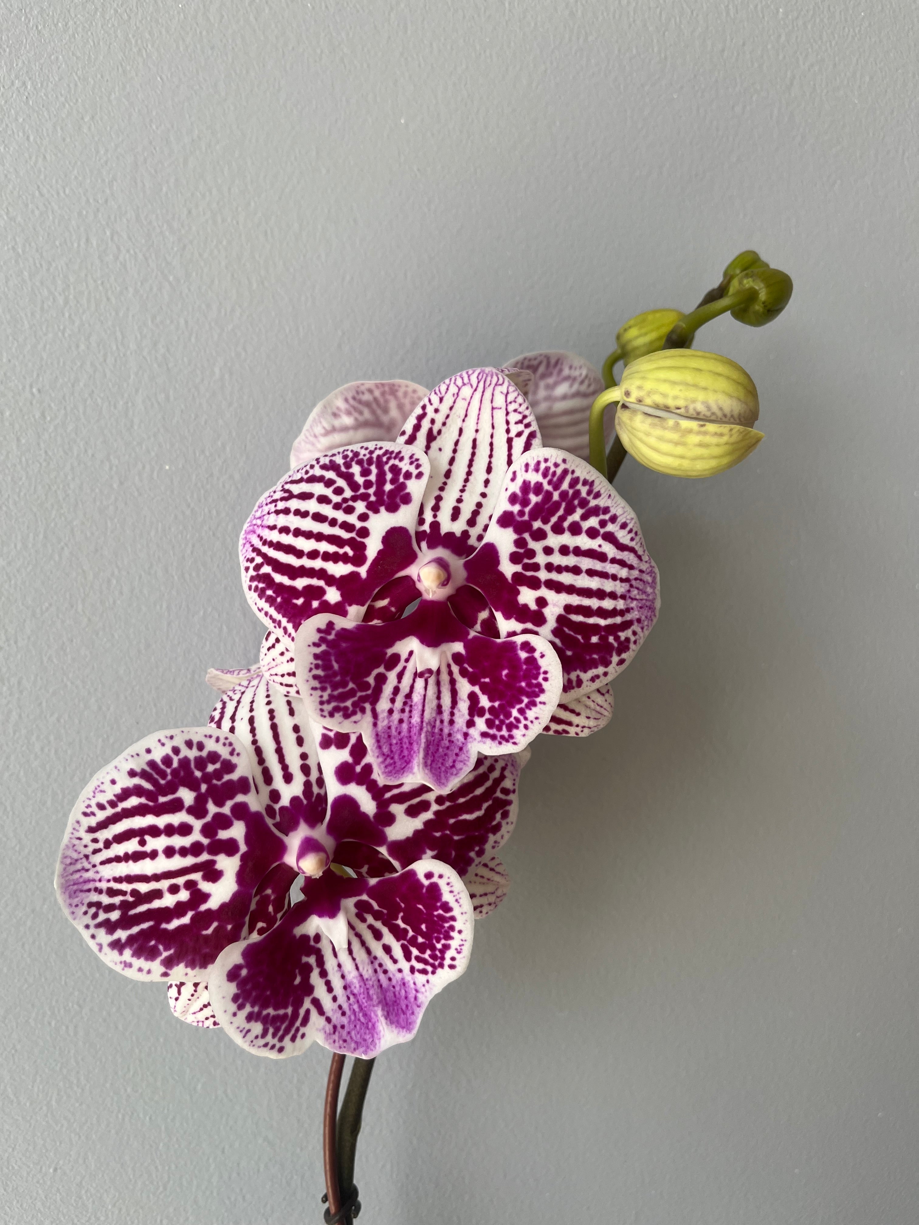 Orquídea White Conffeti