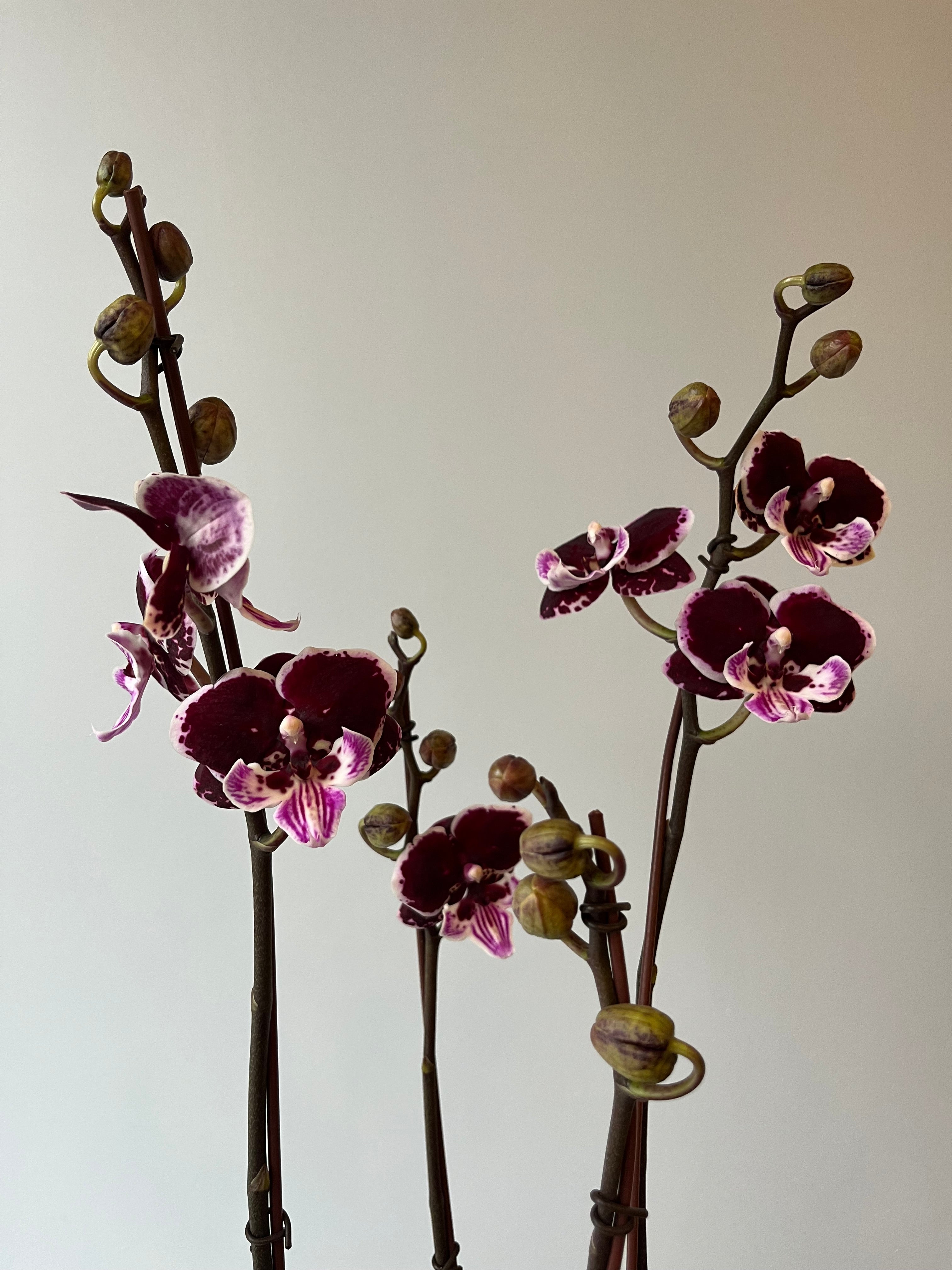 Arreglo de Orquídea Black Ribbon