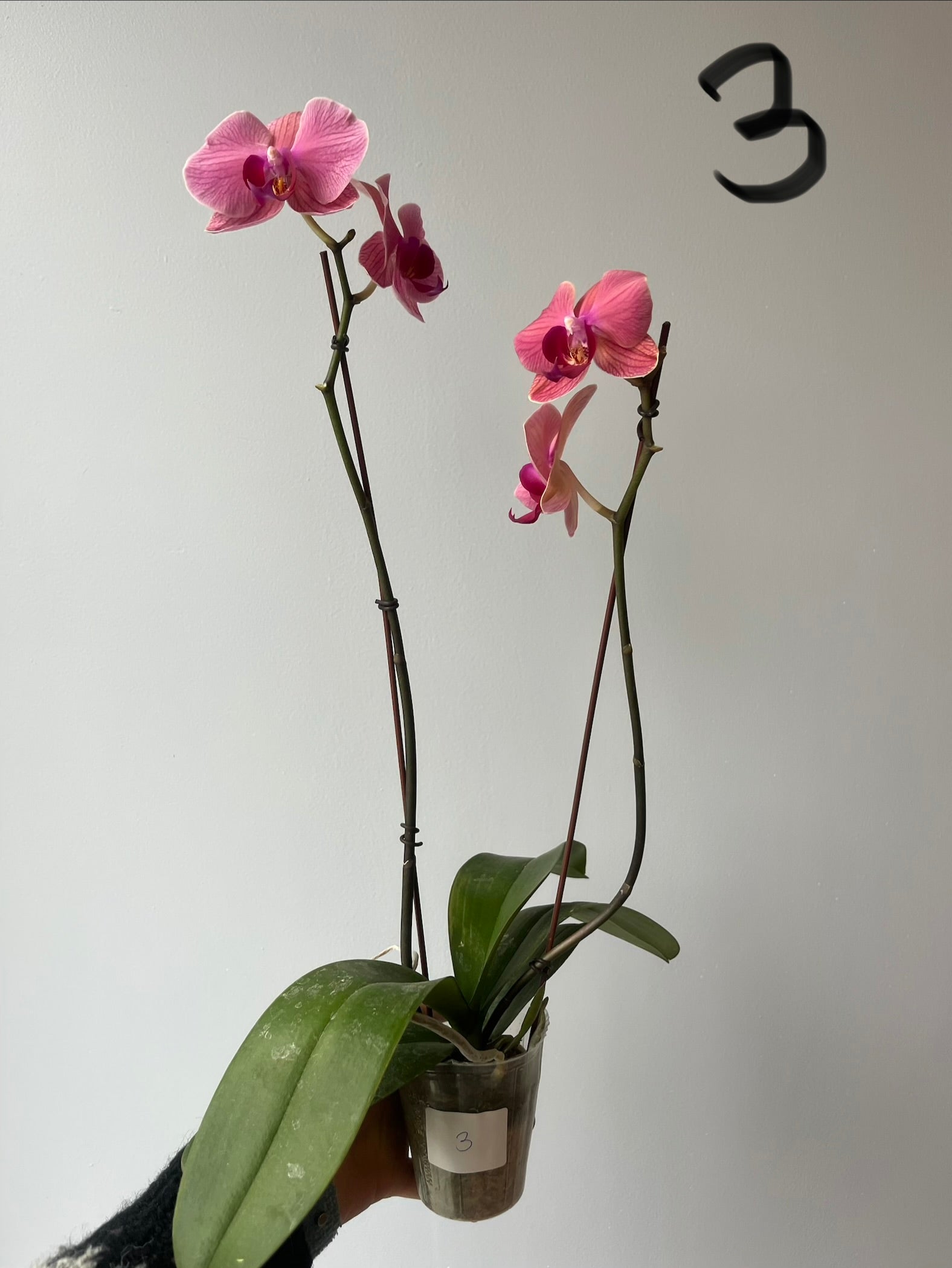 Orquídeas Medianas Fucsias Tonos