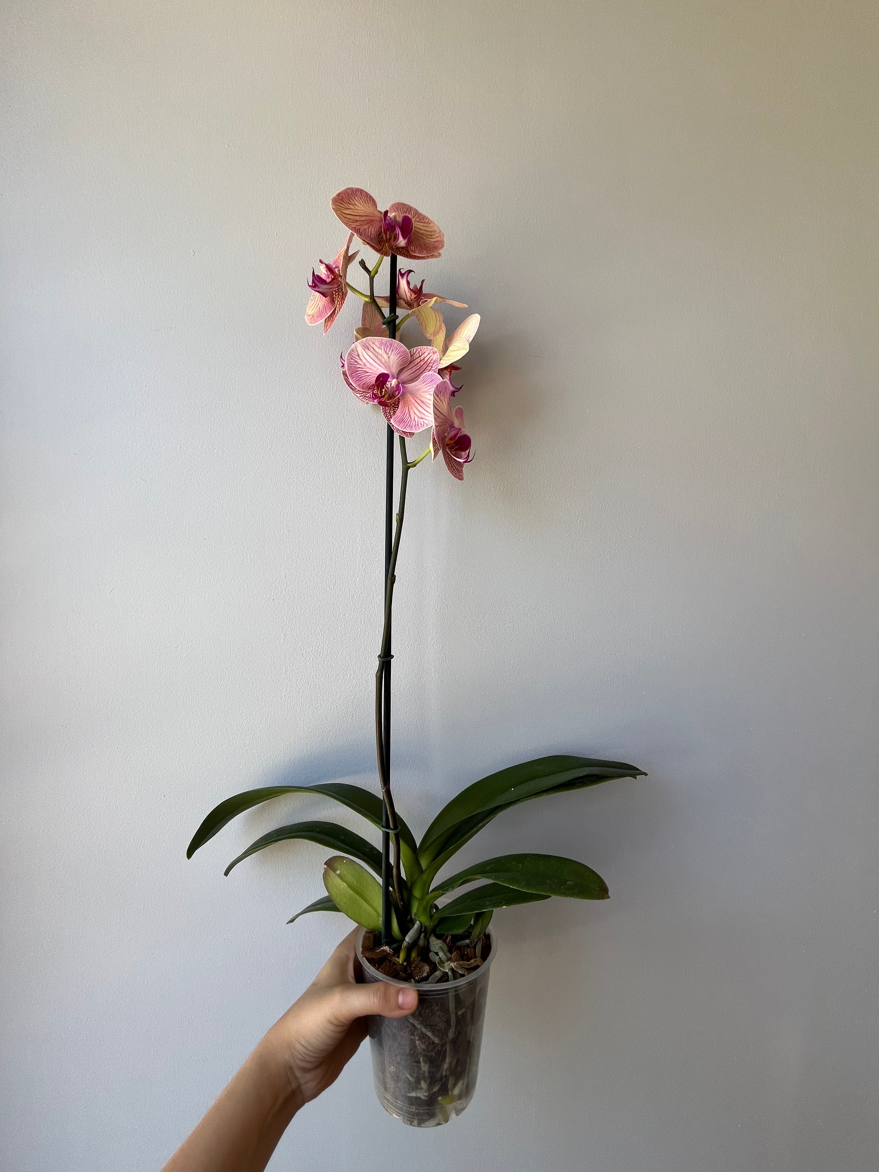 Orquídea Anaranjada Una Vara