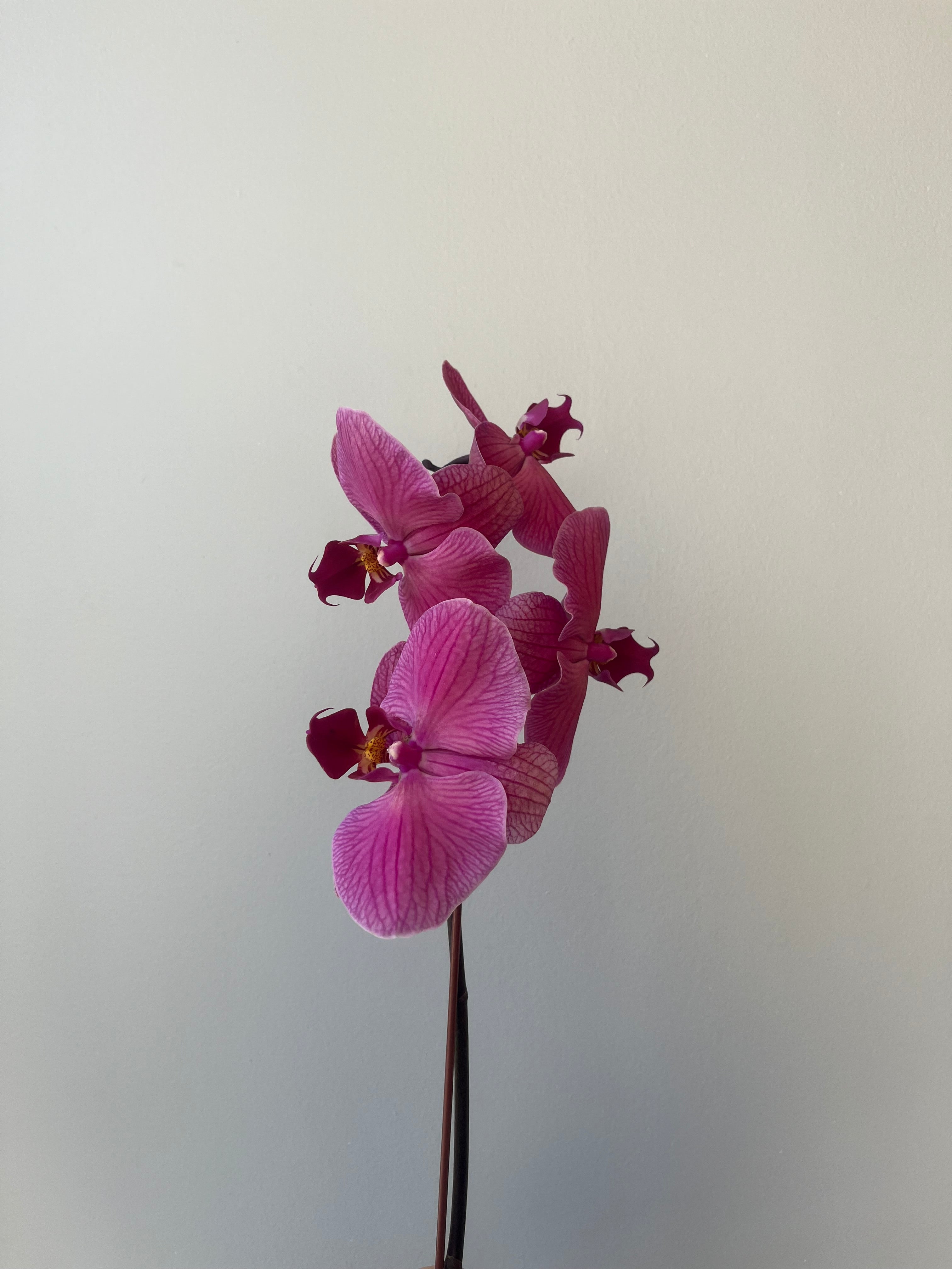 Orquídeas Variedad Grandes liquidación