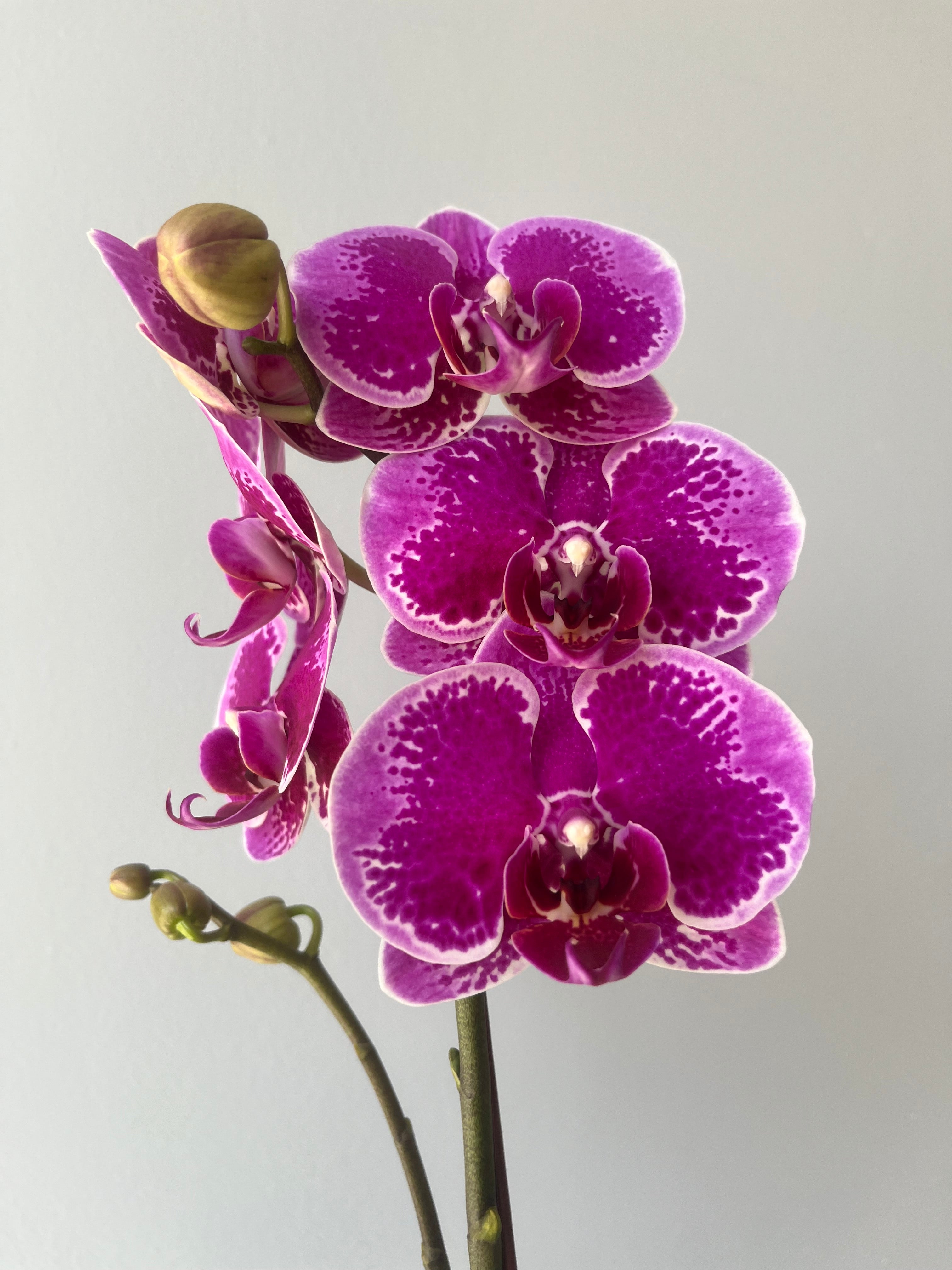 Orquídea Pequeña Fucsia Moteada