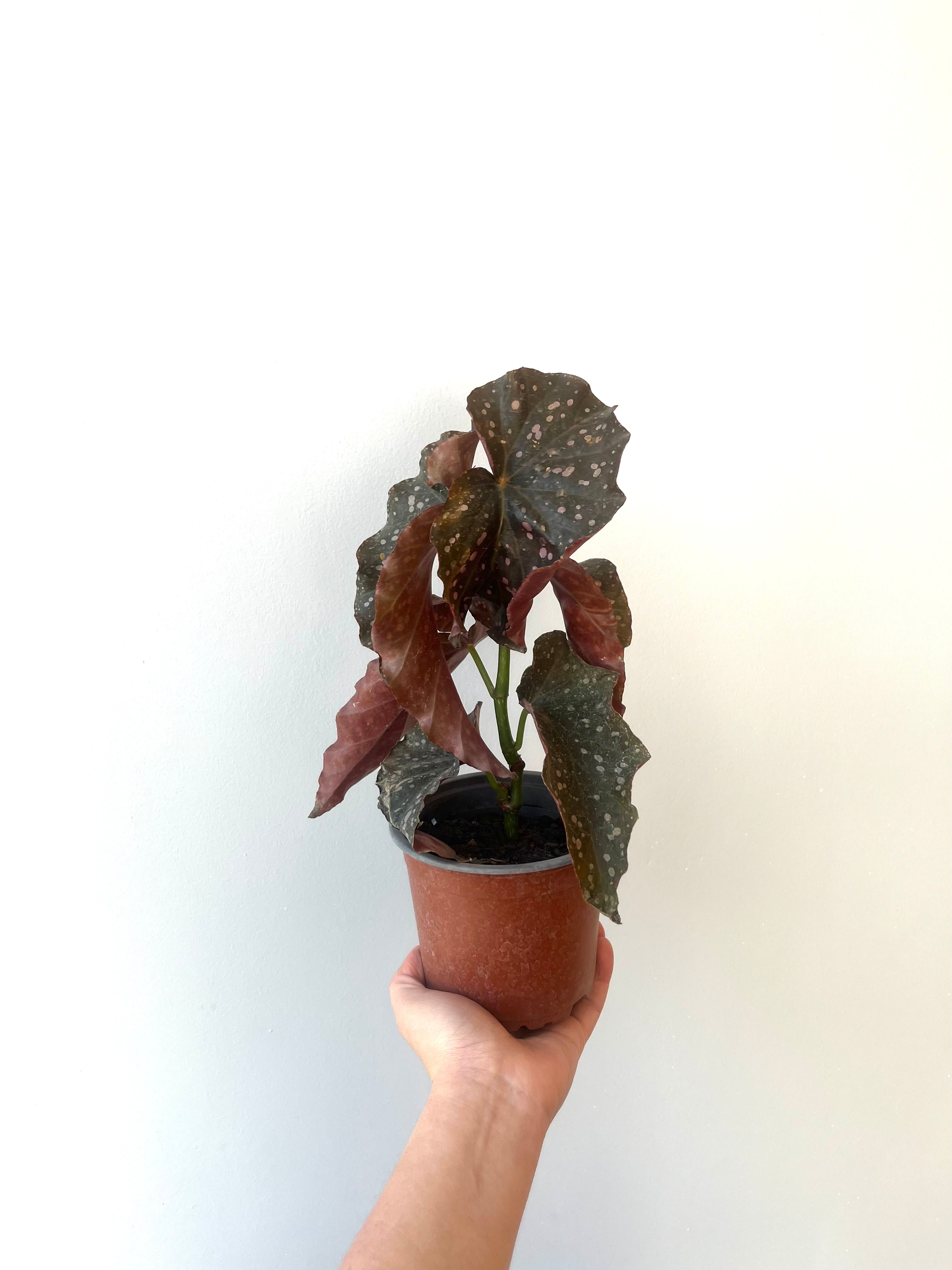 Begonia