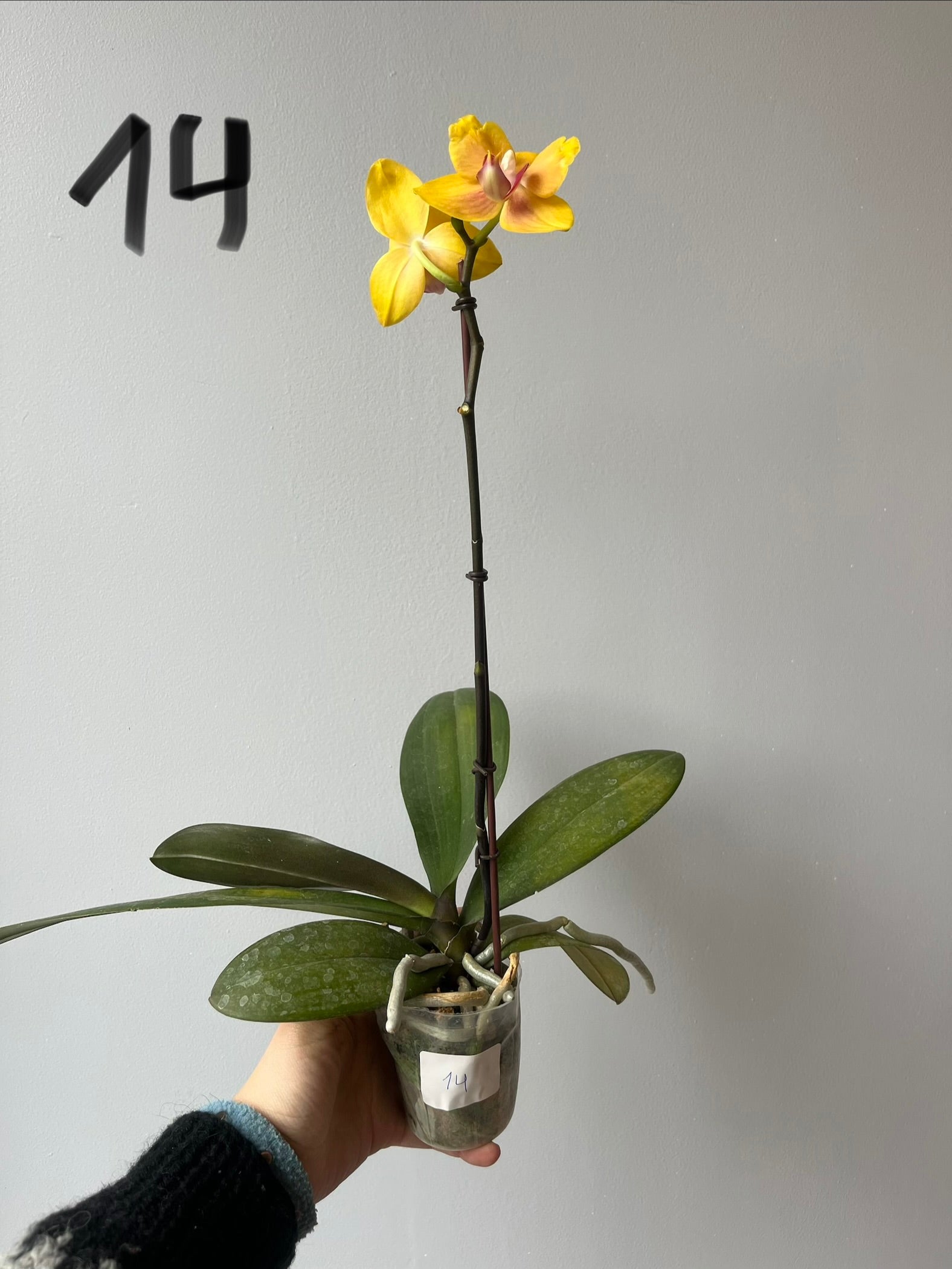Orquídeas Medianas Amarillas