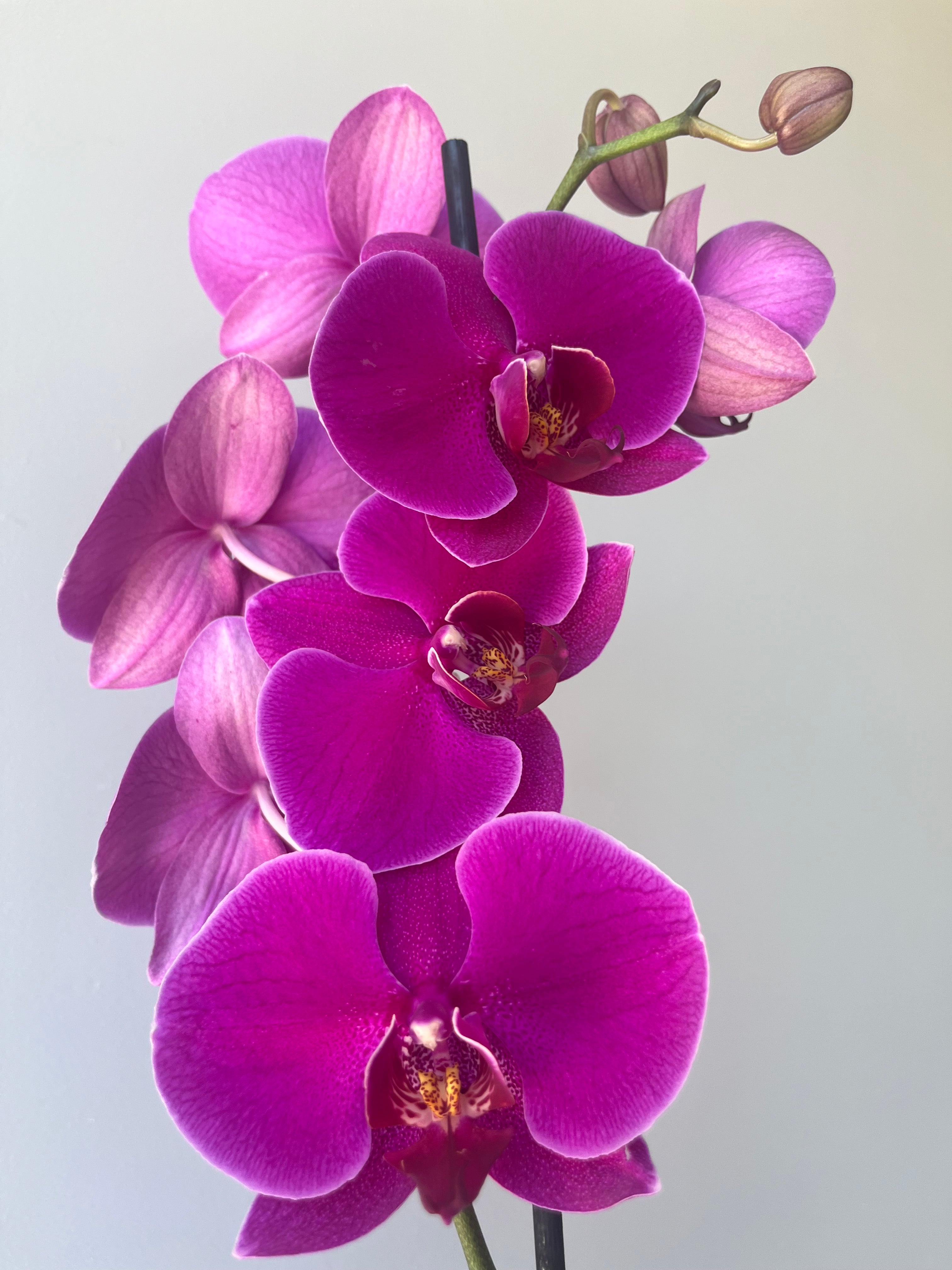 Orquídea Fucsia Una Vara