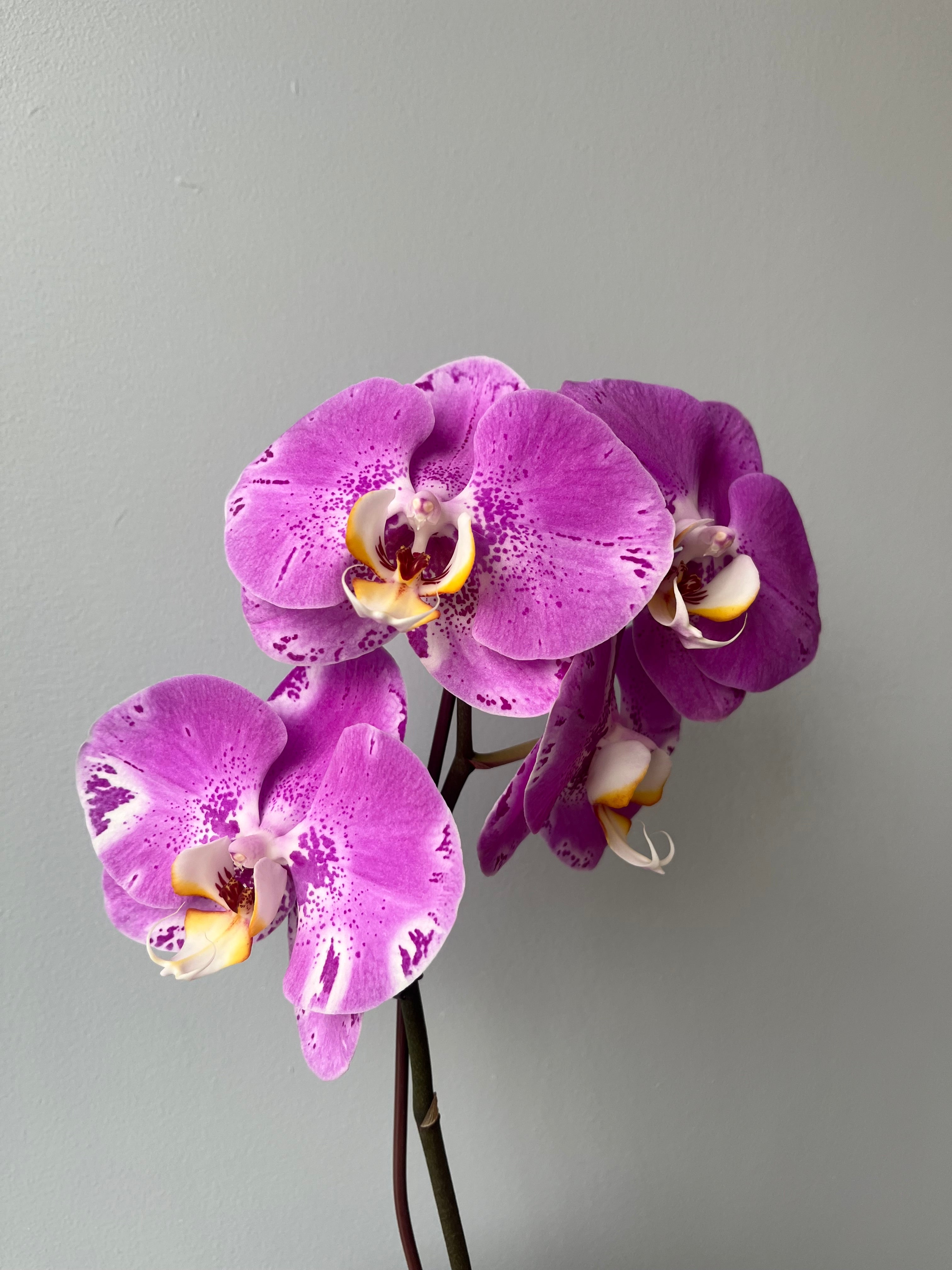 Orquídea Pequeña Rosada