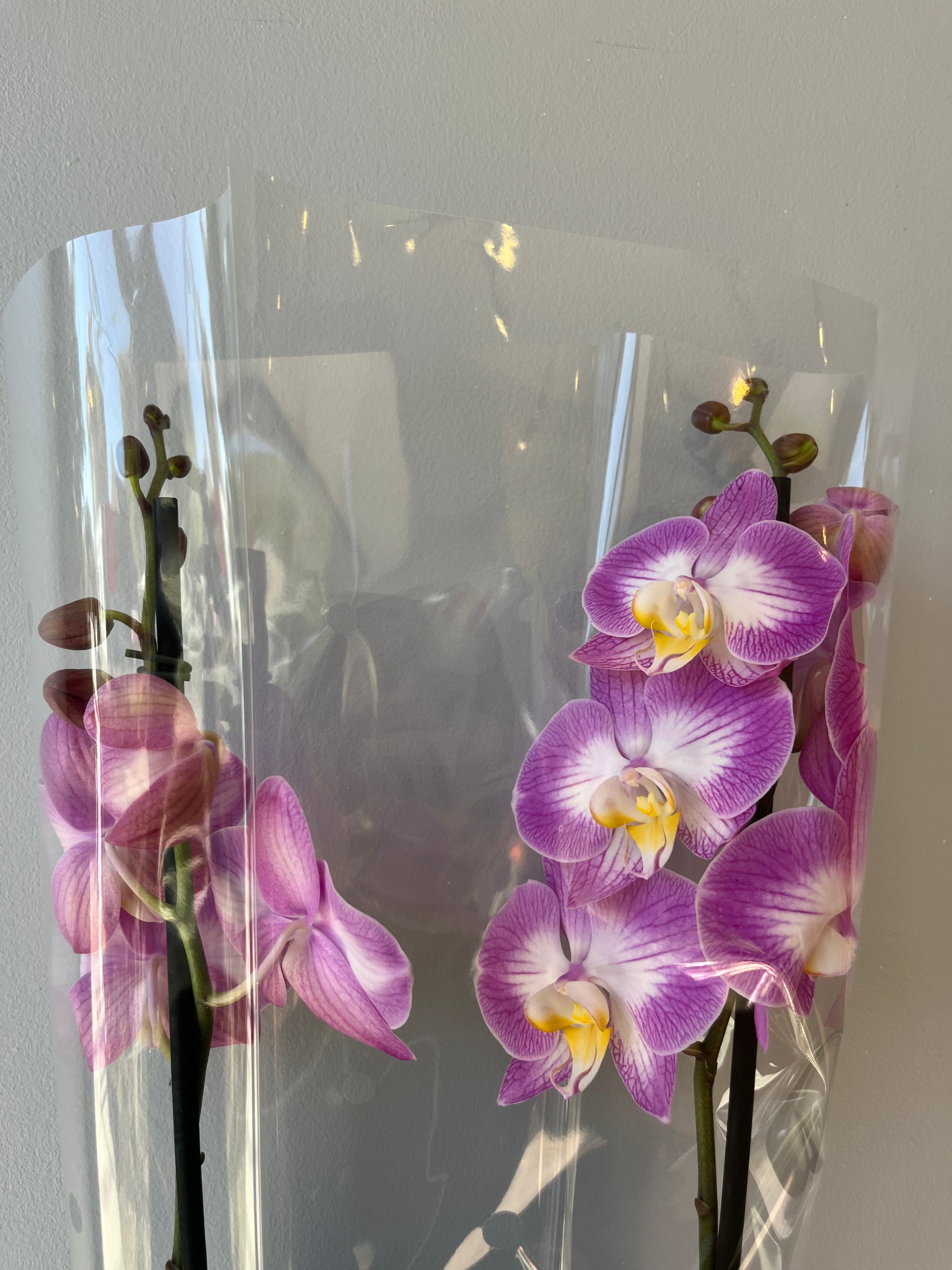 Orquídea Rosa Mosqueta Dos Varas