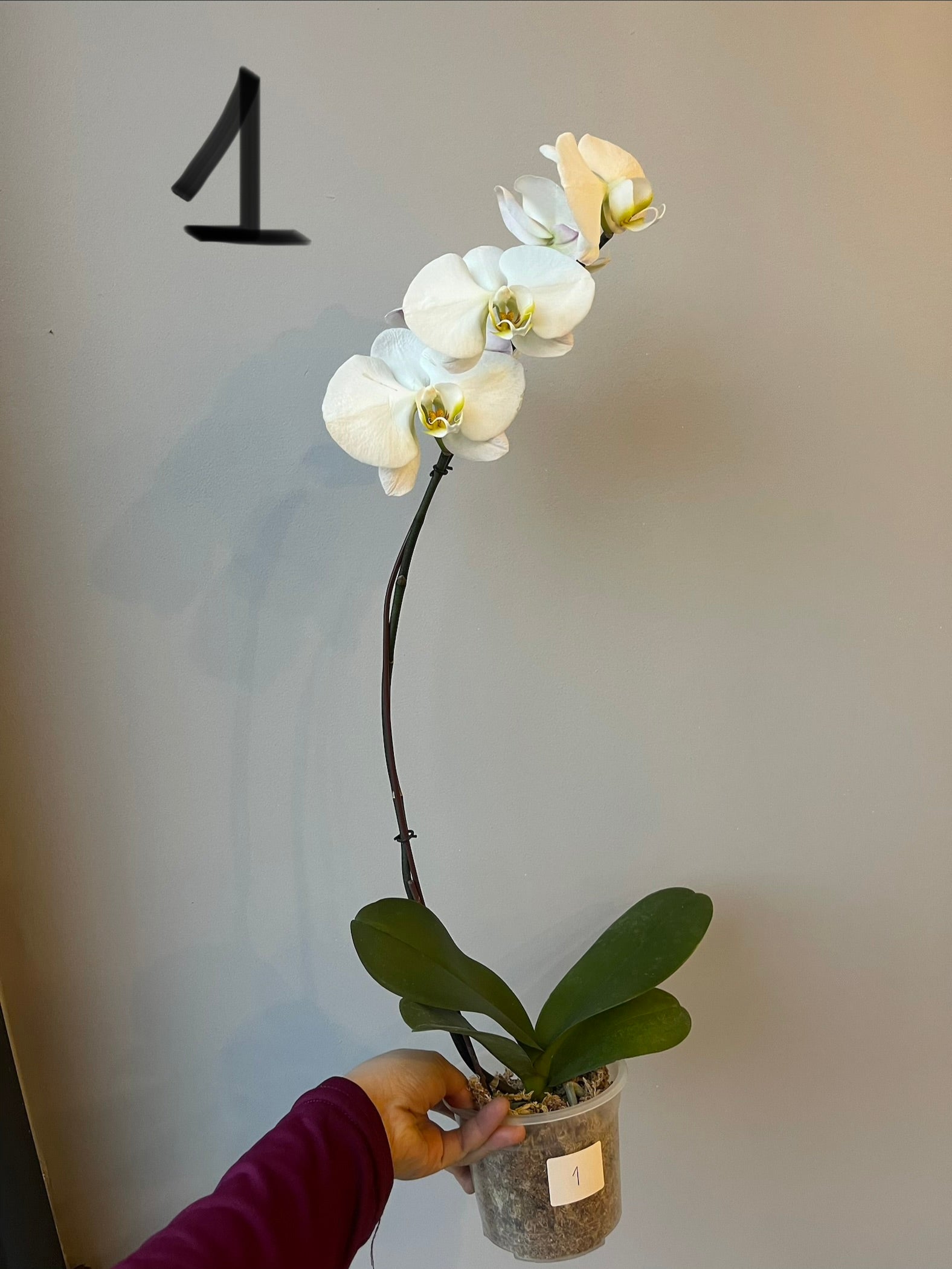Orquídeas Grandes Blancas