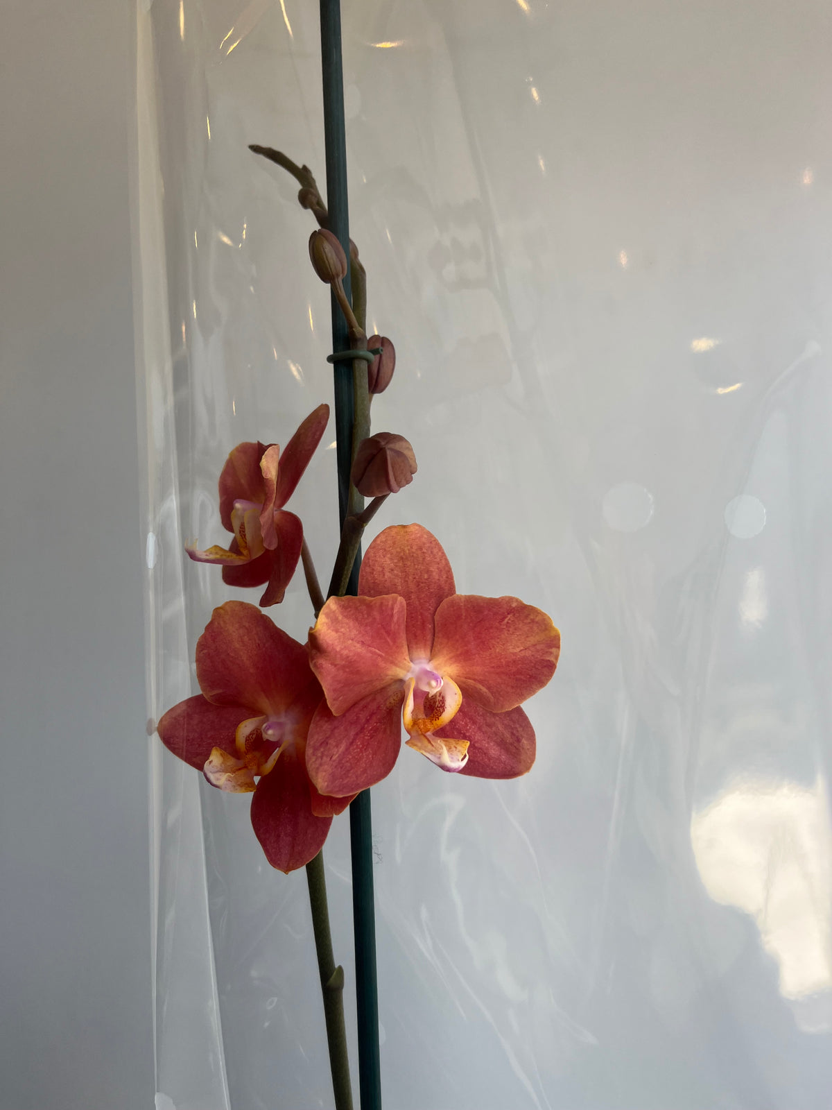 Orquídea Anaranjada