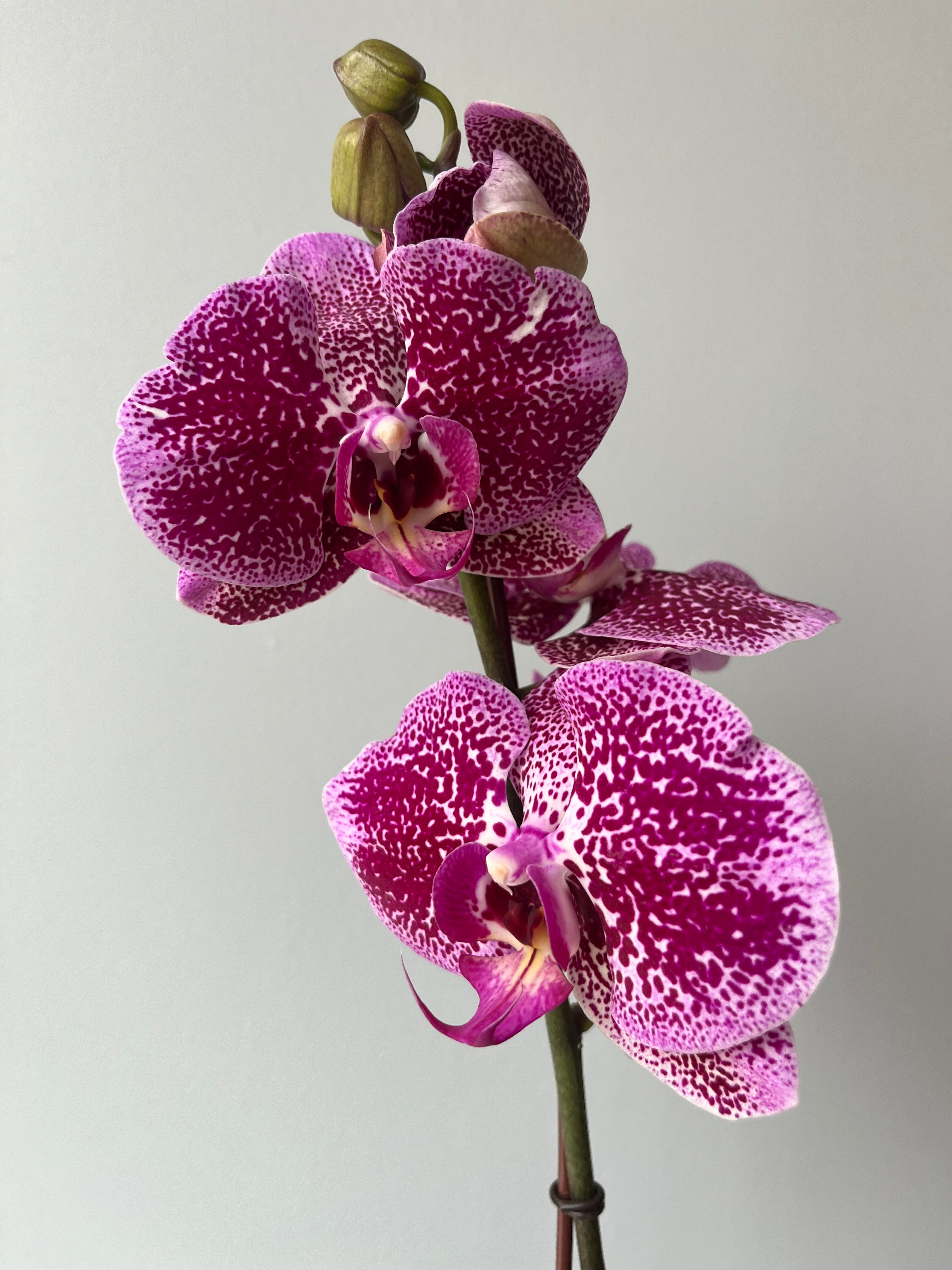 Orquídea Fucsia Manchas