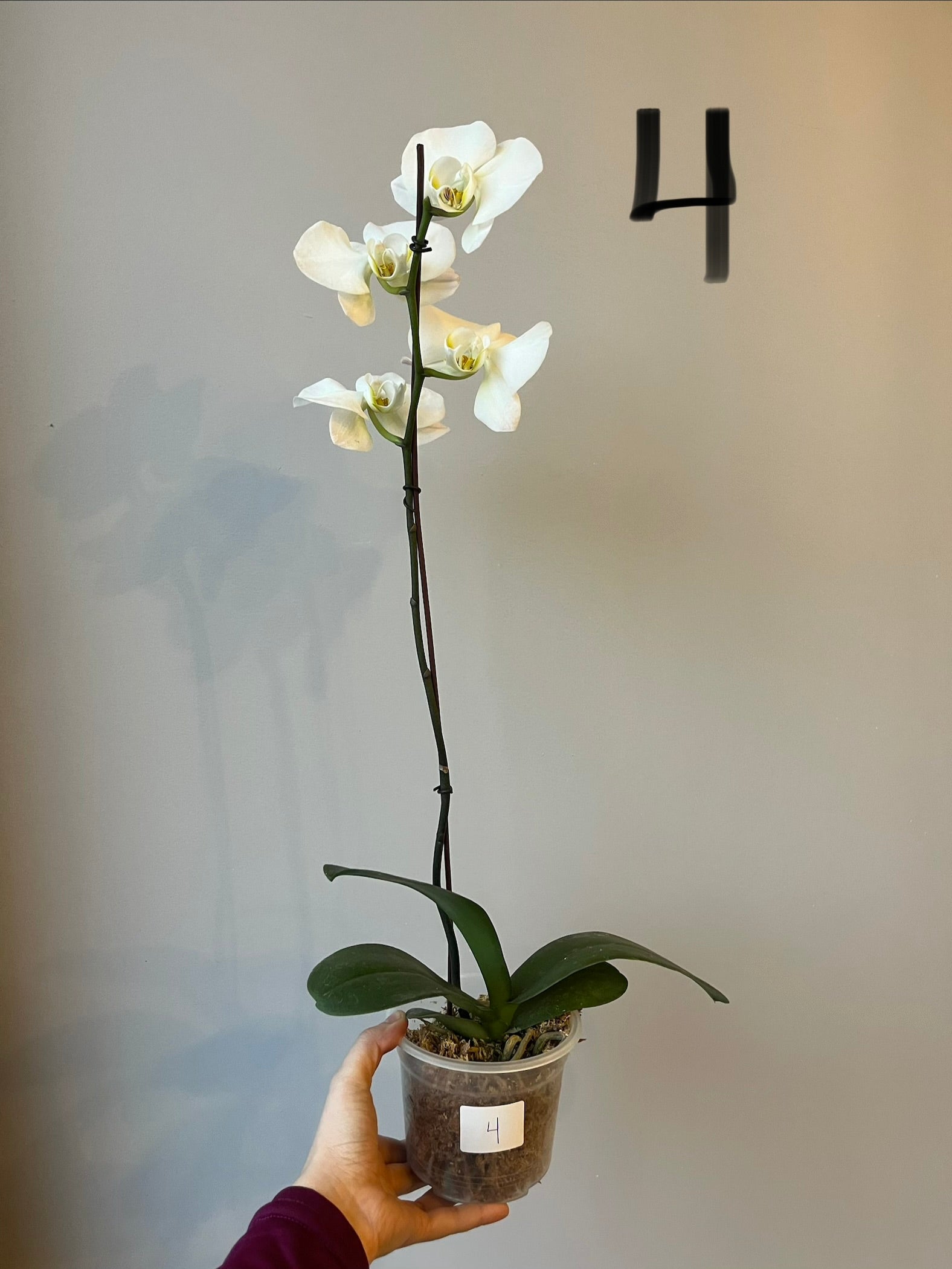 Orquídeas Grandes Blancas