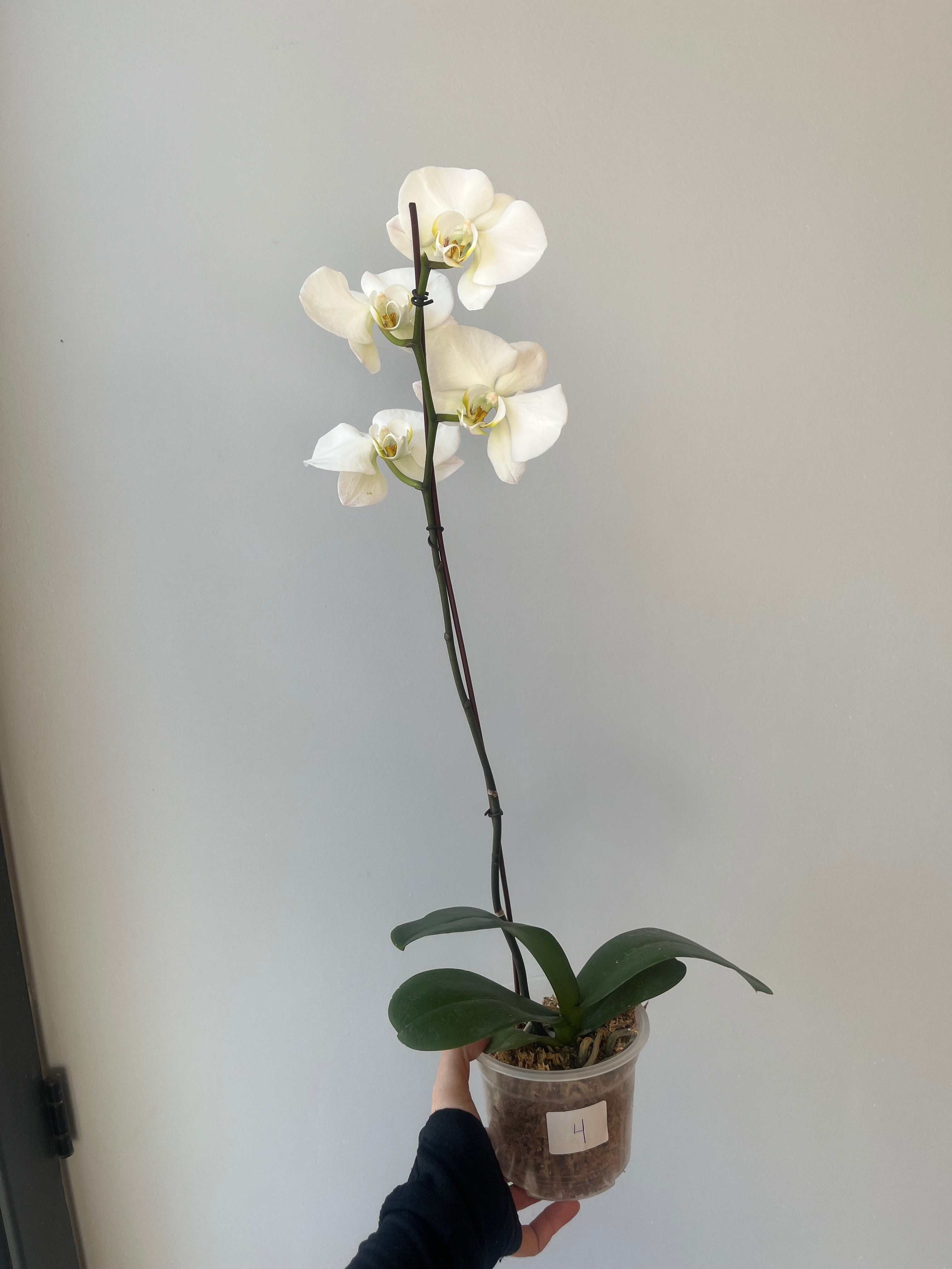 Orquídea Blanca Grande Liquidación