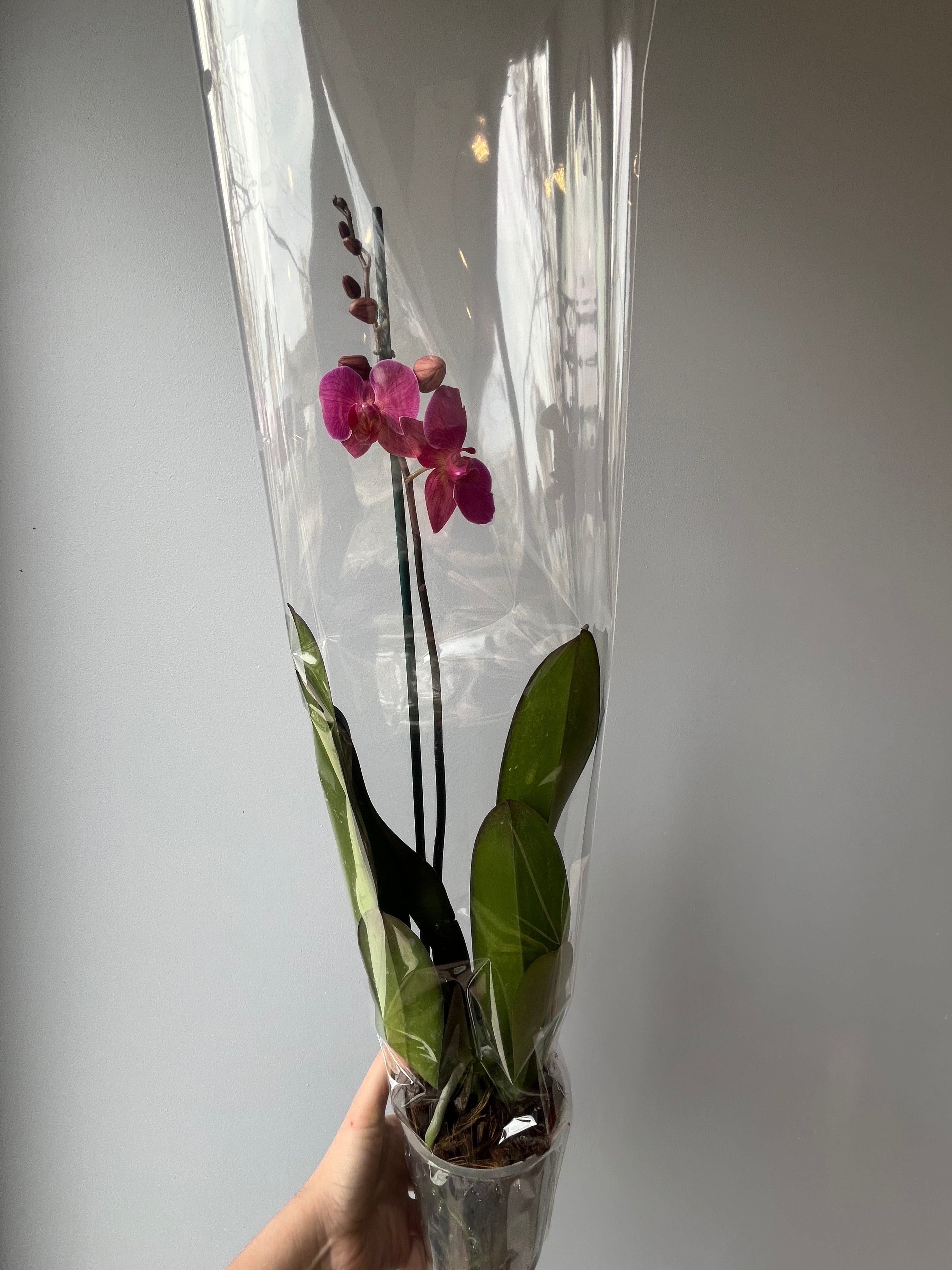 Orquídea Coral