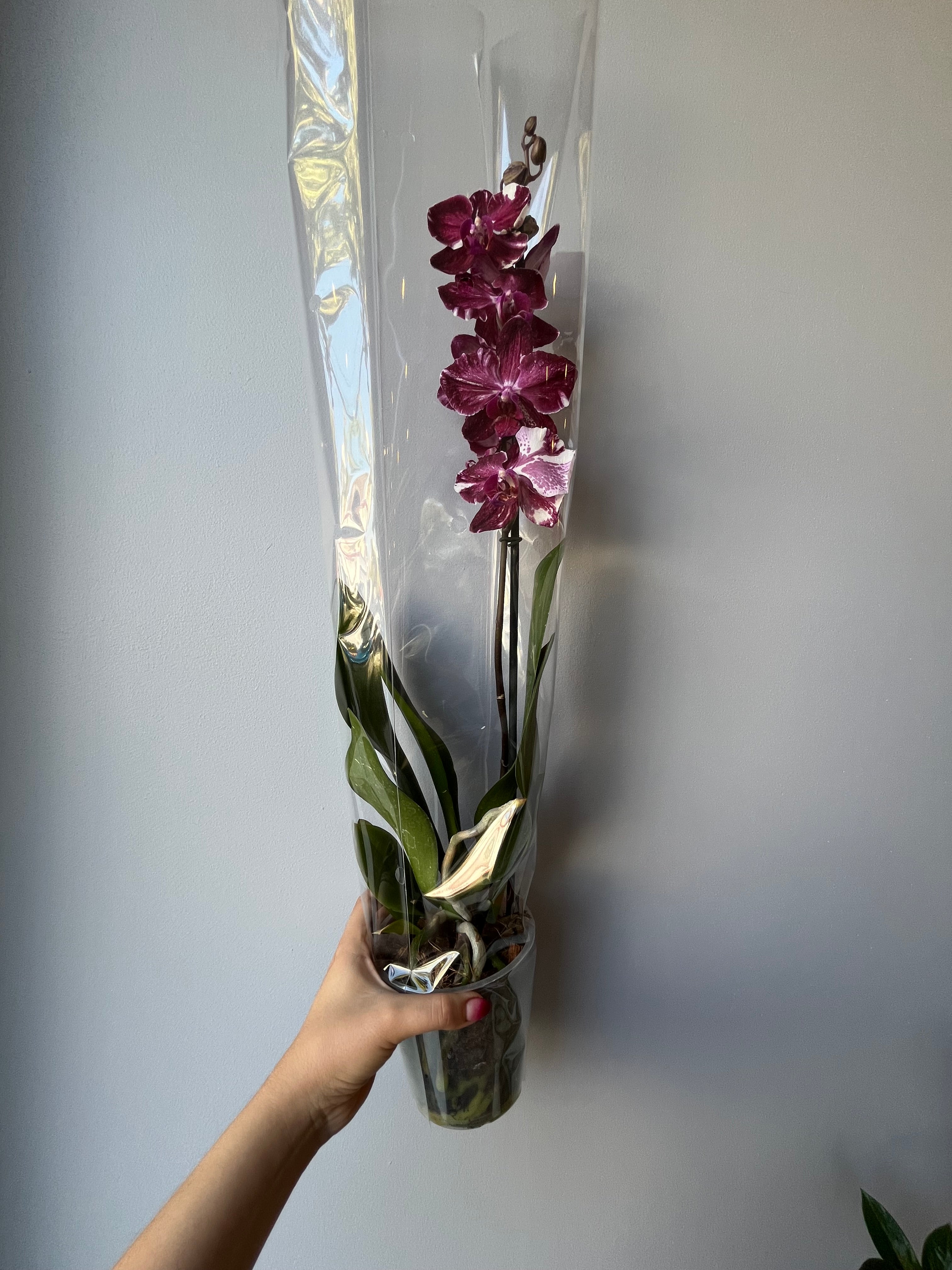 Orquídea Dark Ribbon Una Vara