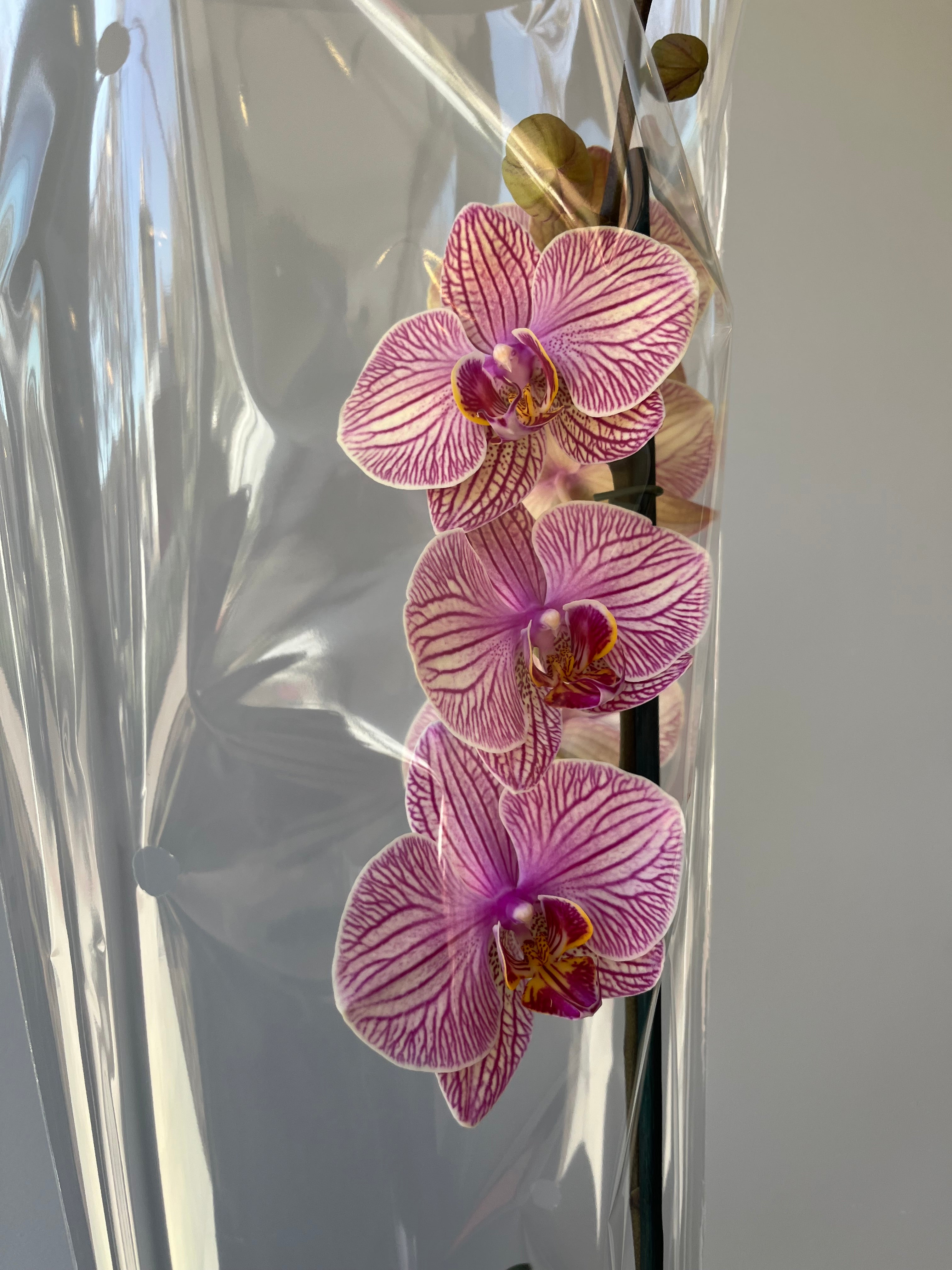 Orquídea Vetas Pastel