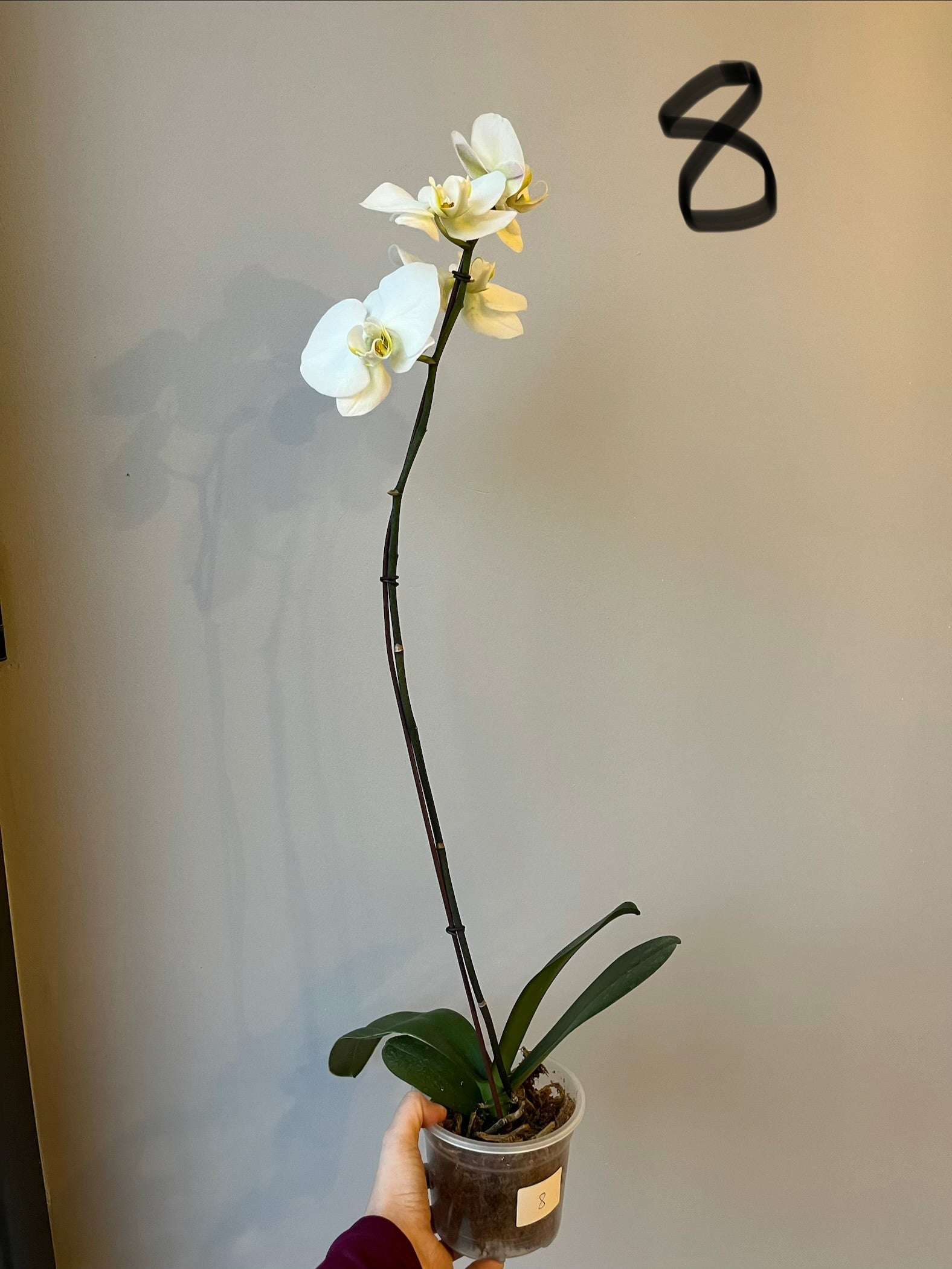 Orquídeas Grandes Blancas